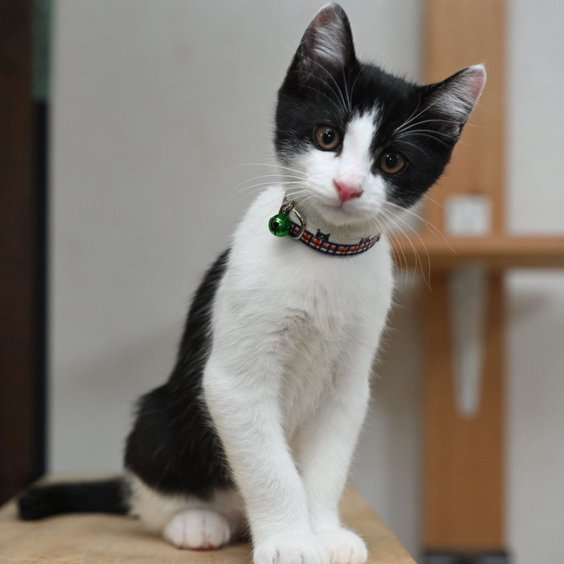 雑種（ミックス猫）・オスの里親募集の写真