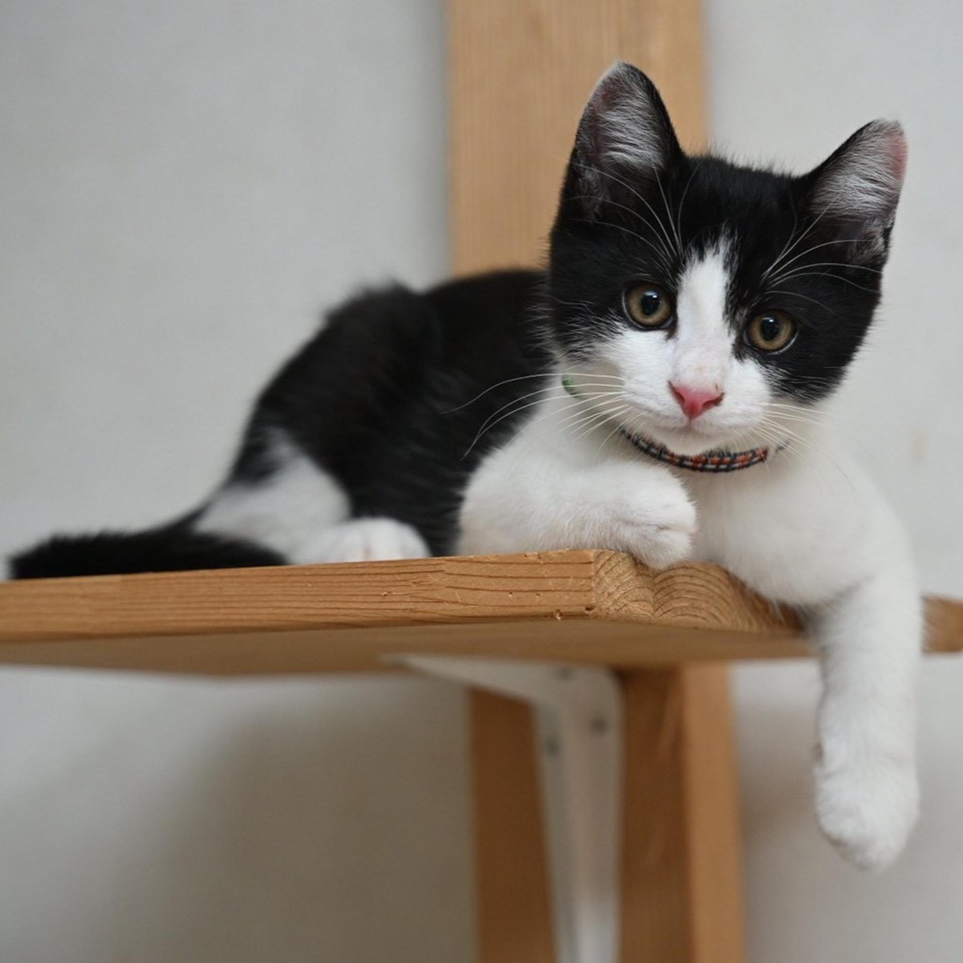 pet-image-3