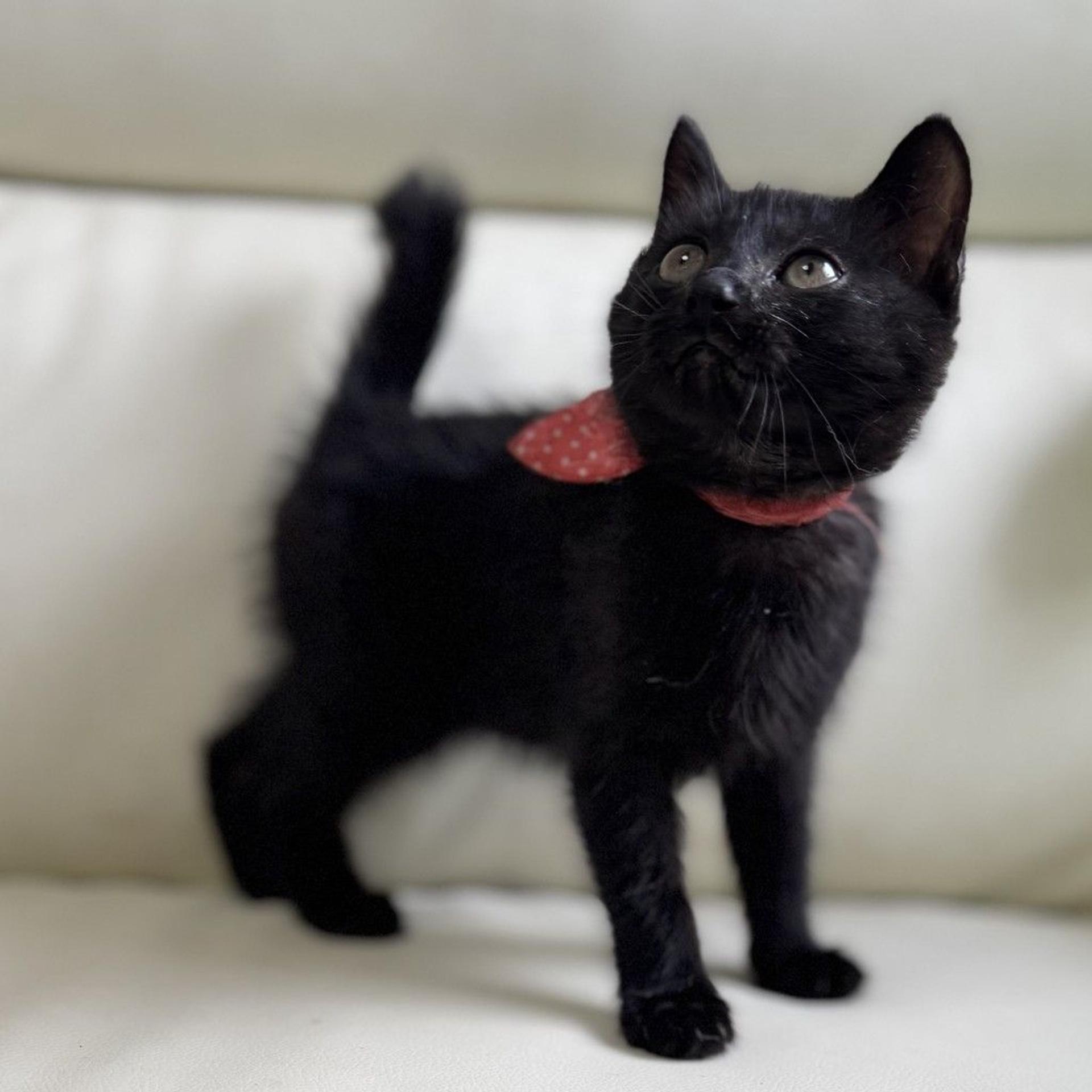 pet-image-2