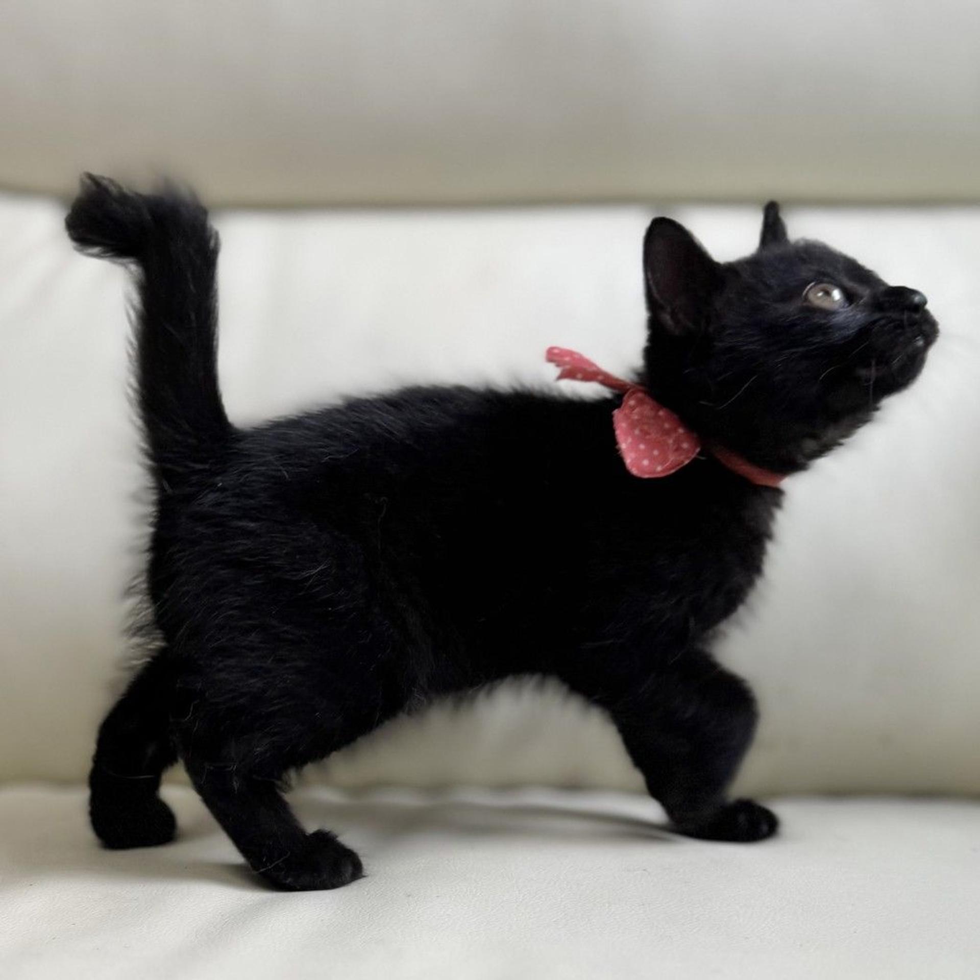 pet-image-4