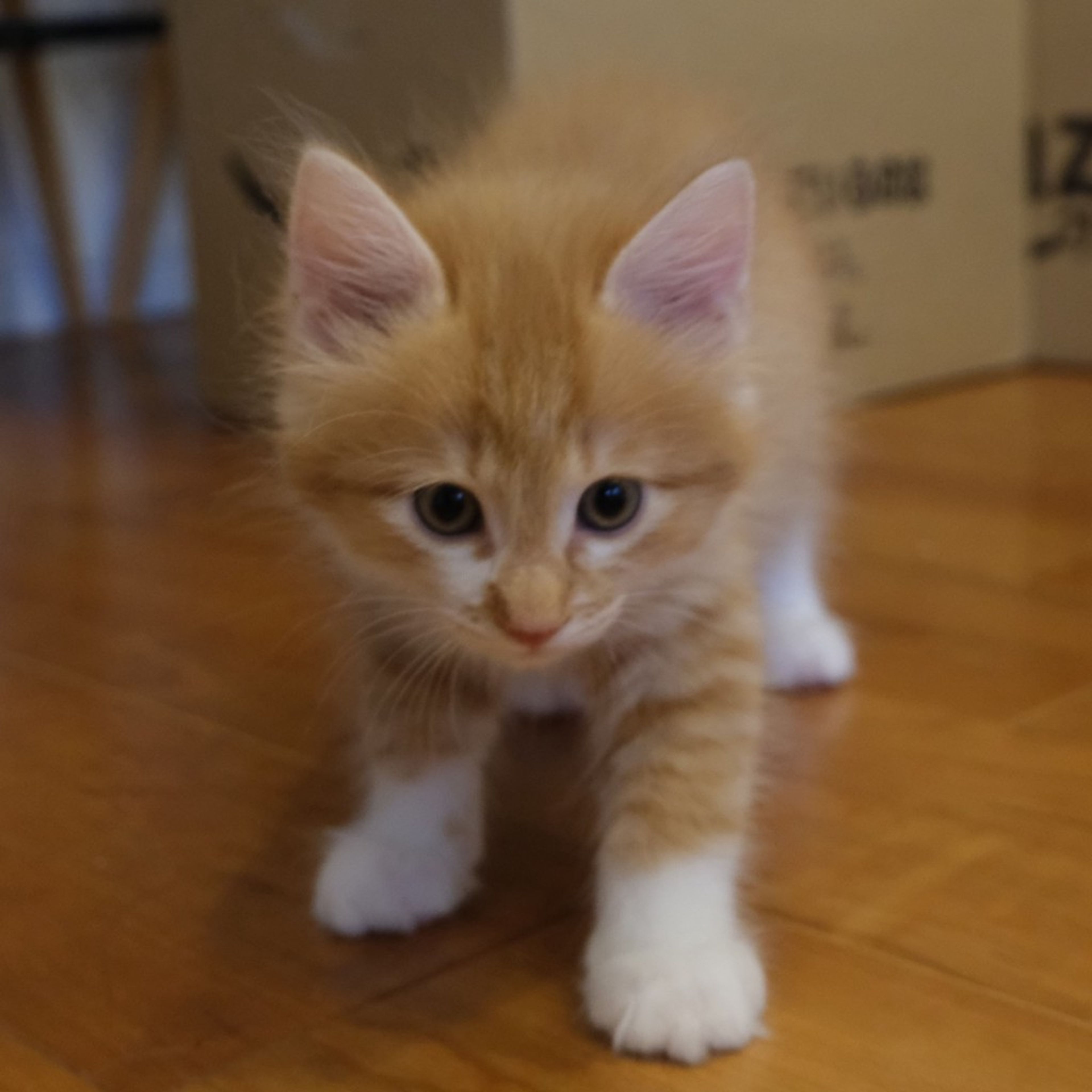 pet-image-7