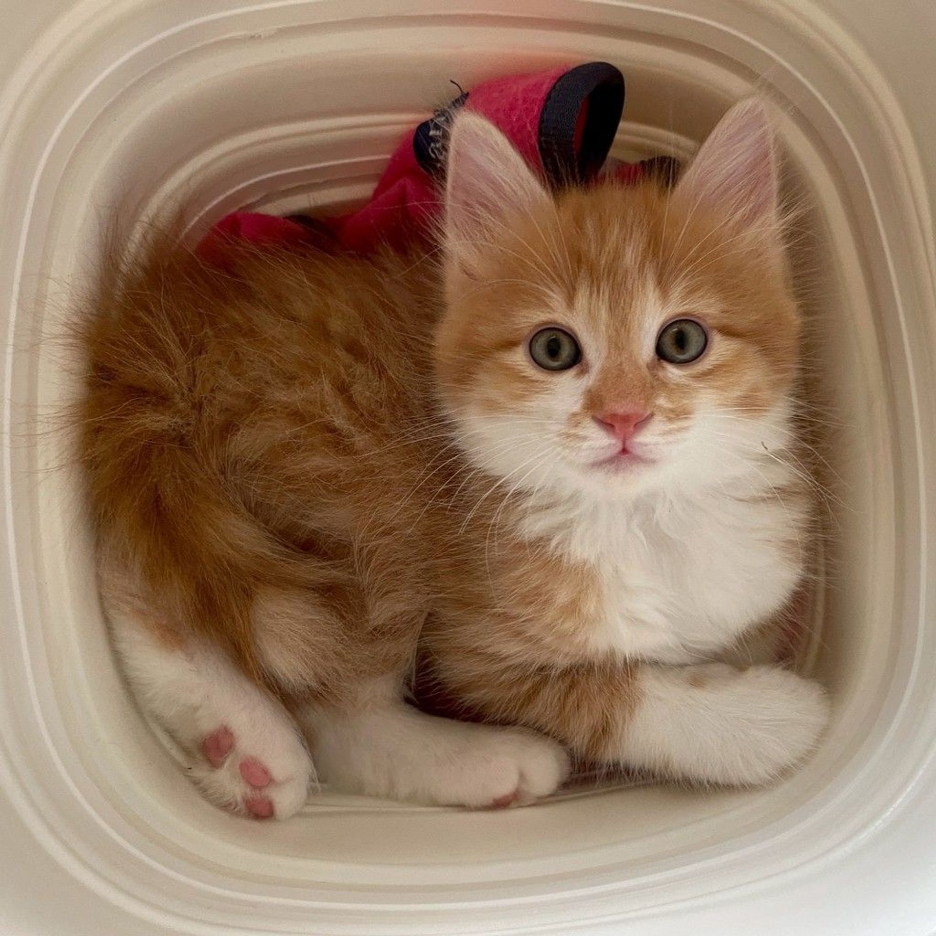 雑種（ミックス猫）・オスの里親募集の写真