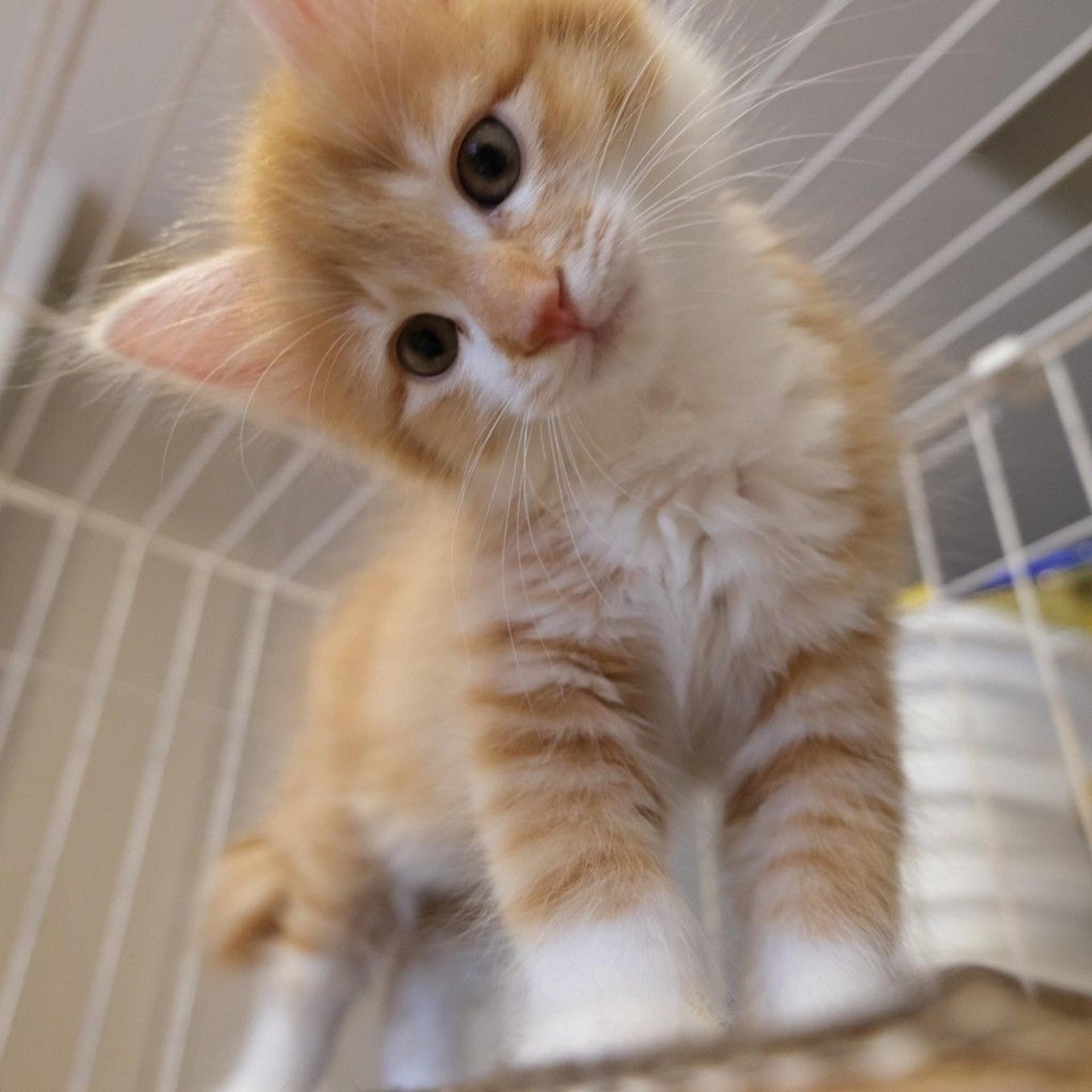 pet-image-3