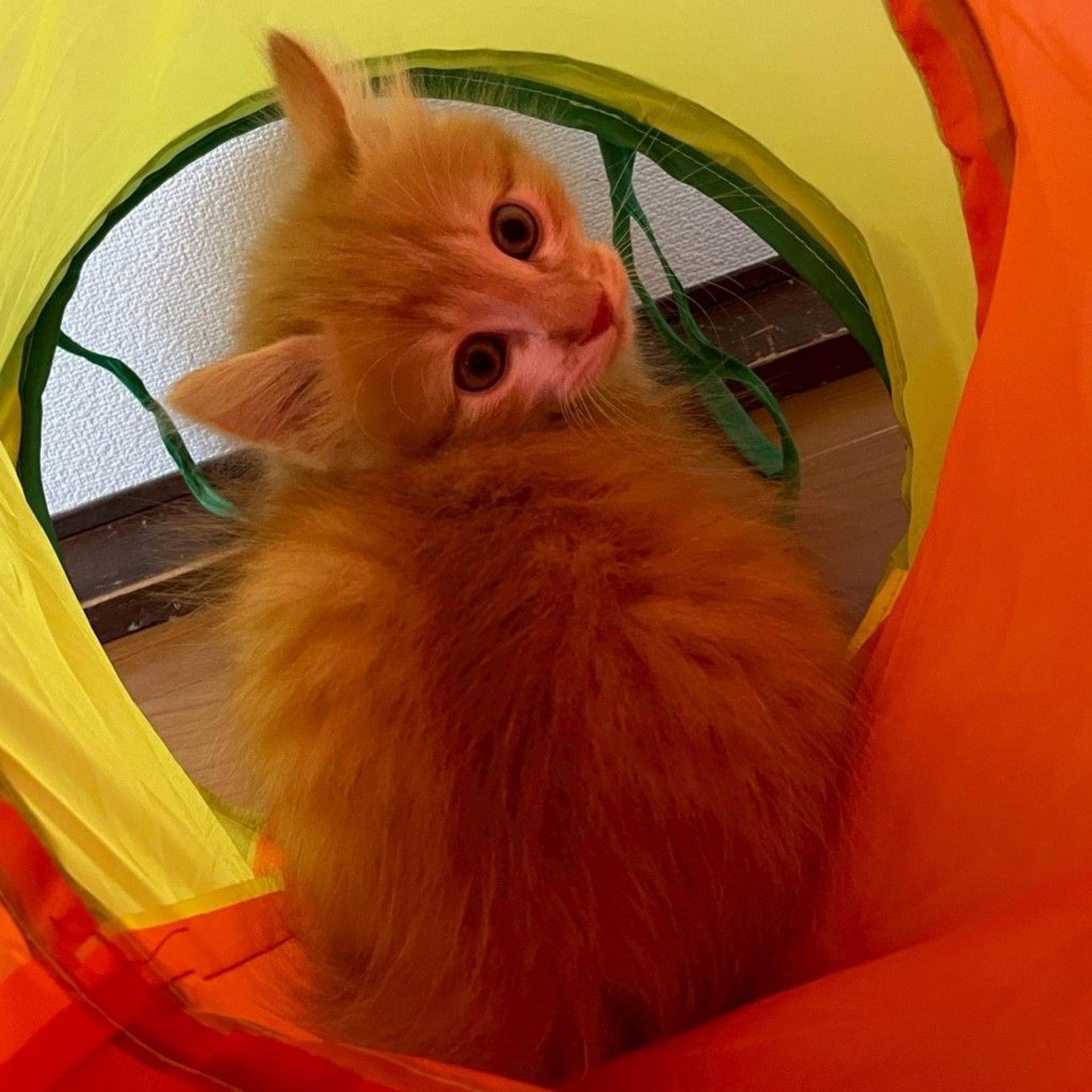 pet-image-5