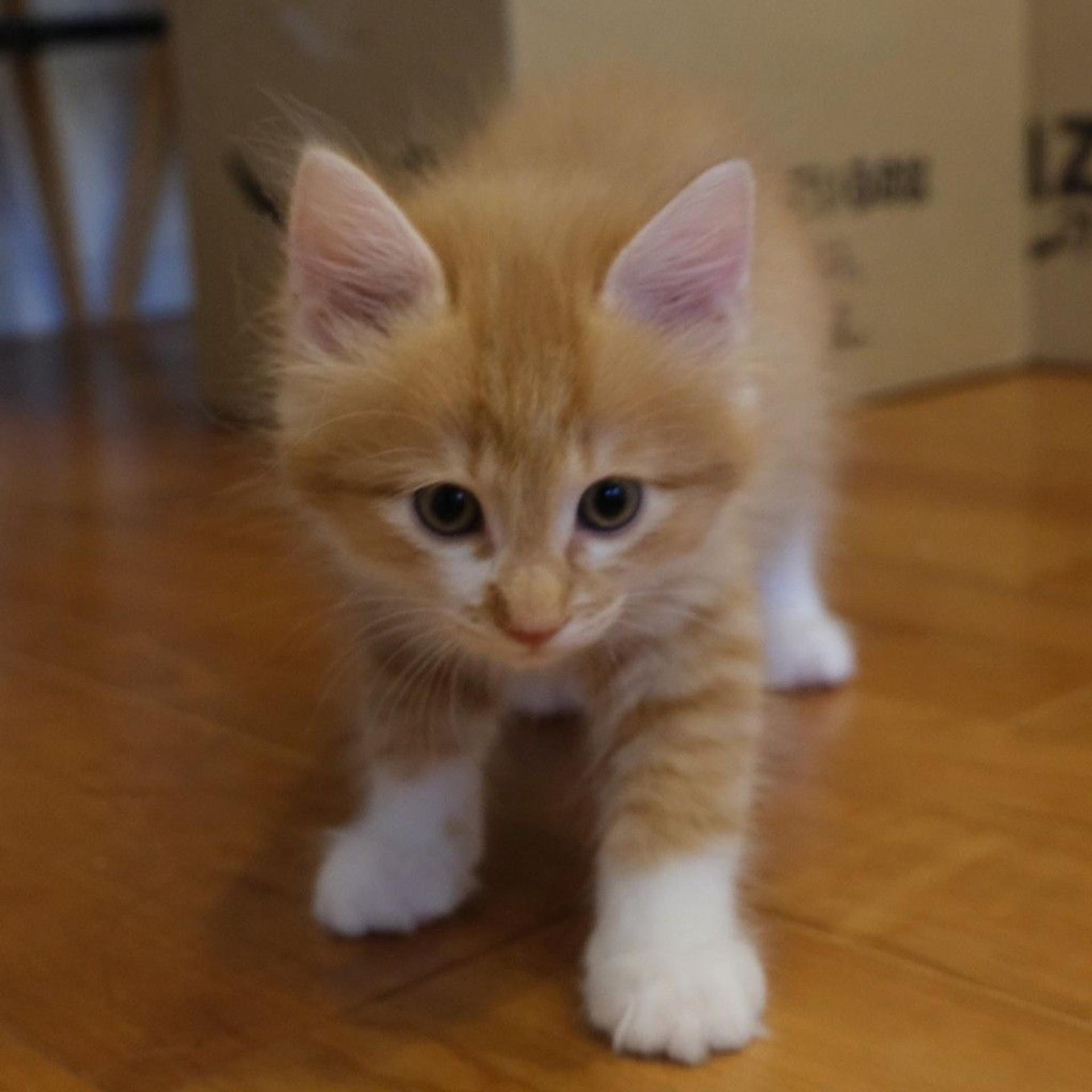 pet-image-7