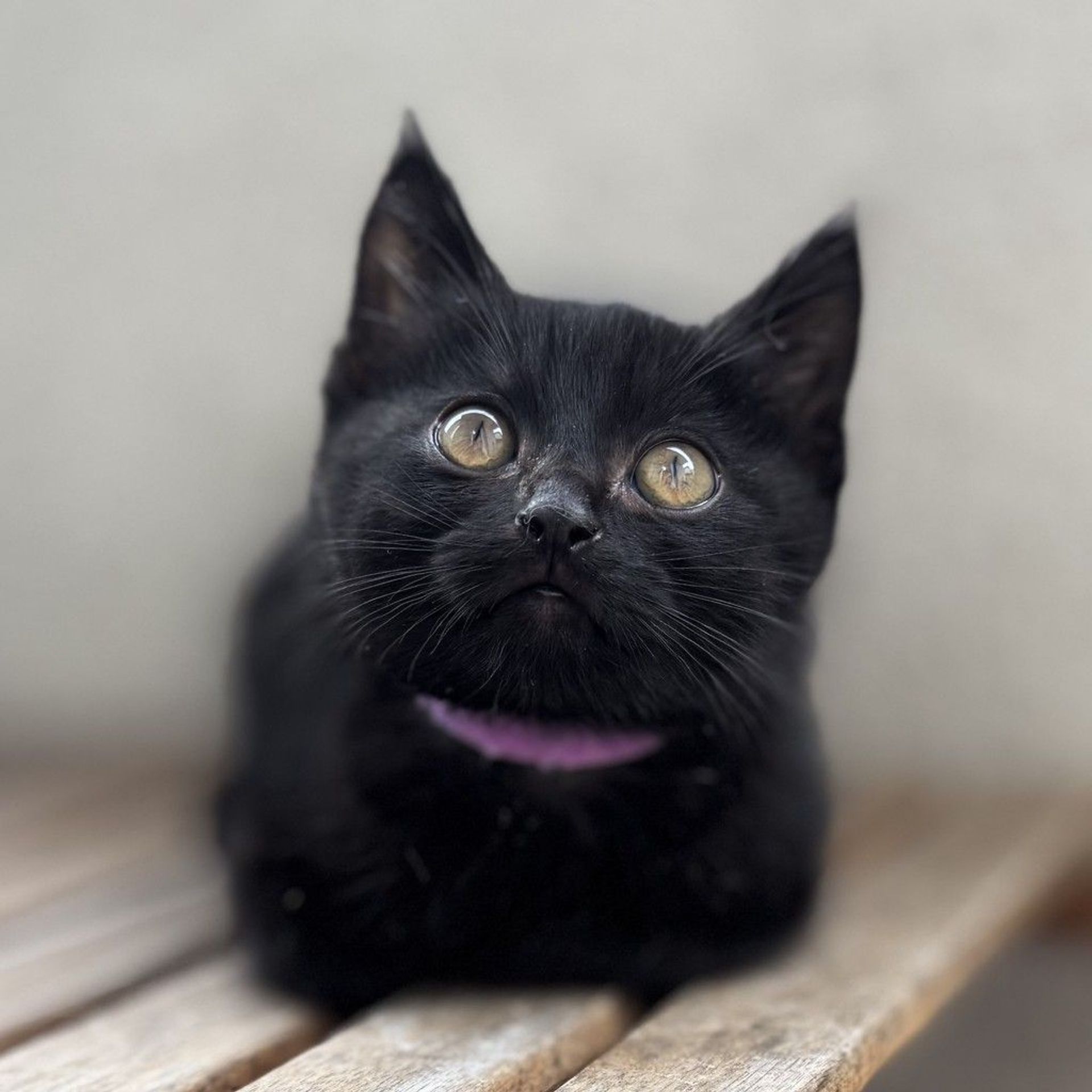 雑種（ミックス猫）・オスの里親募集の写真