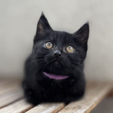 ノアの写真