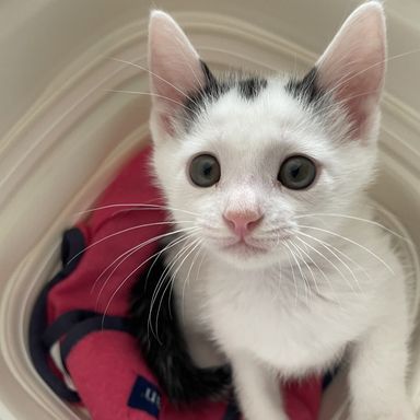 しょぼんの写真