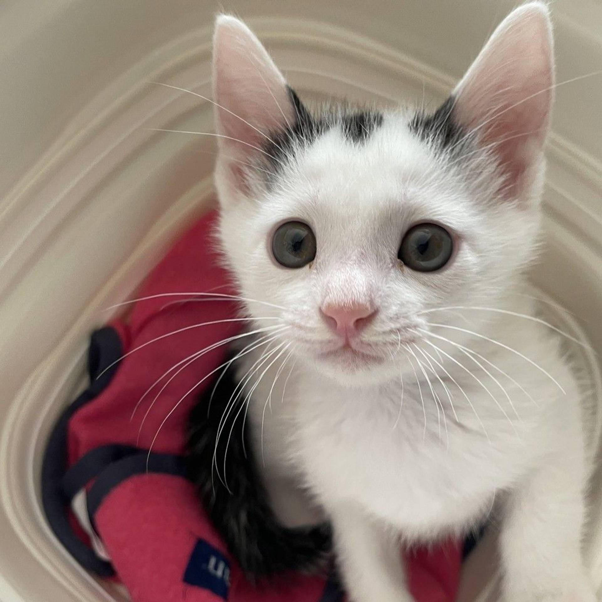 雑種（ミックス猫）・オスの里親募集の写真