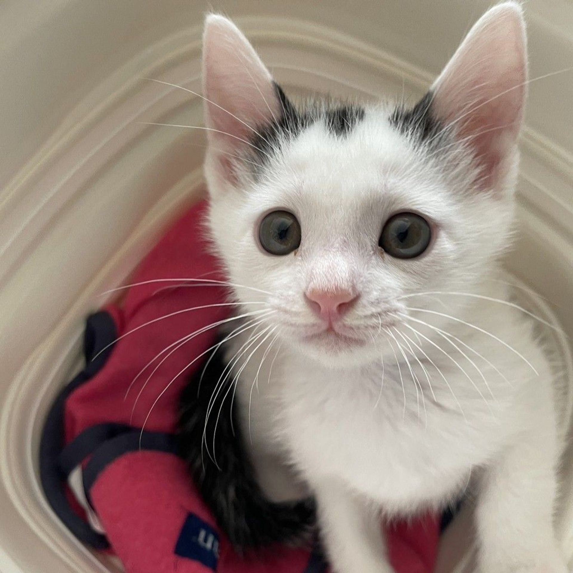 雑種（ミックス猫）・オスの里親募集の写真