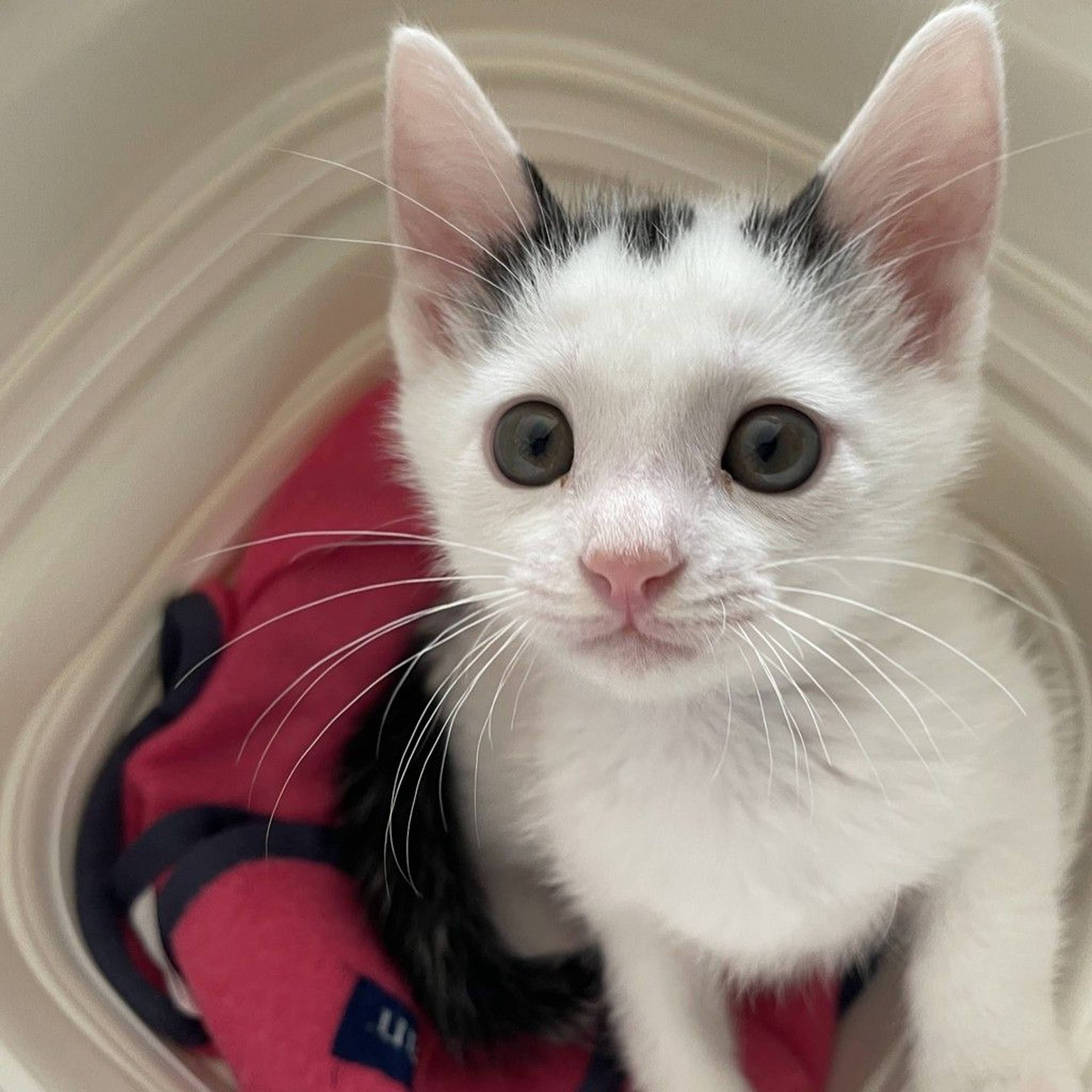 雑種（ミックス猫）・オスの里親募集の写真