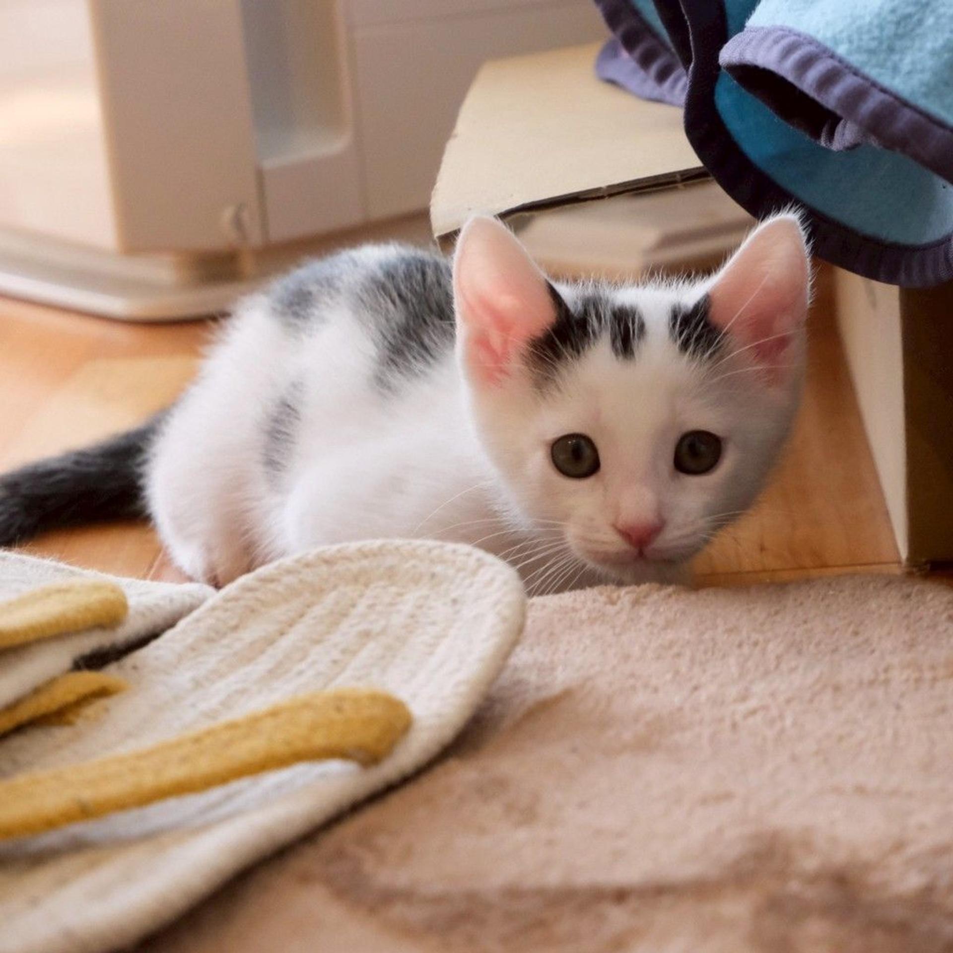 pet-image-3