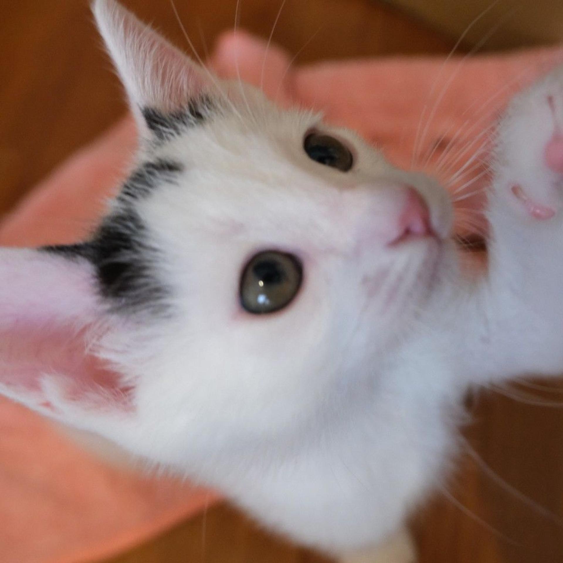 pet-image-4