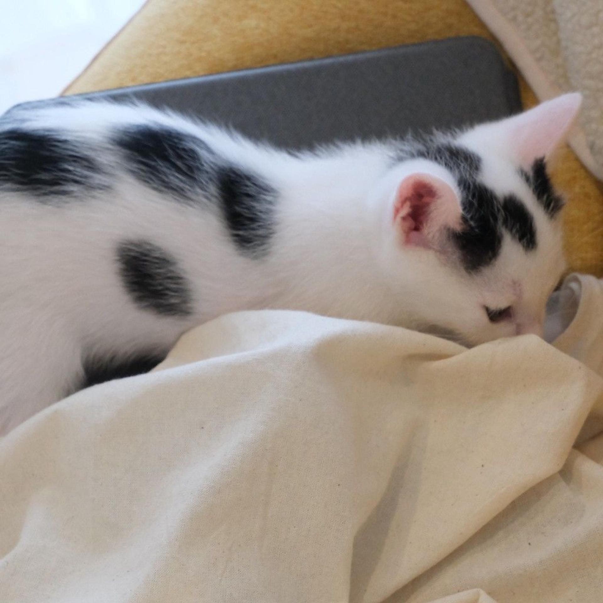 pet-image-7