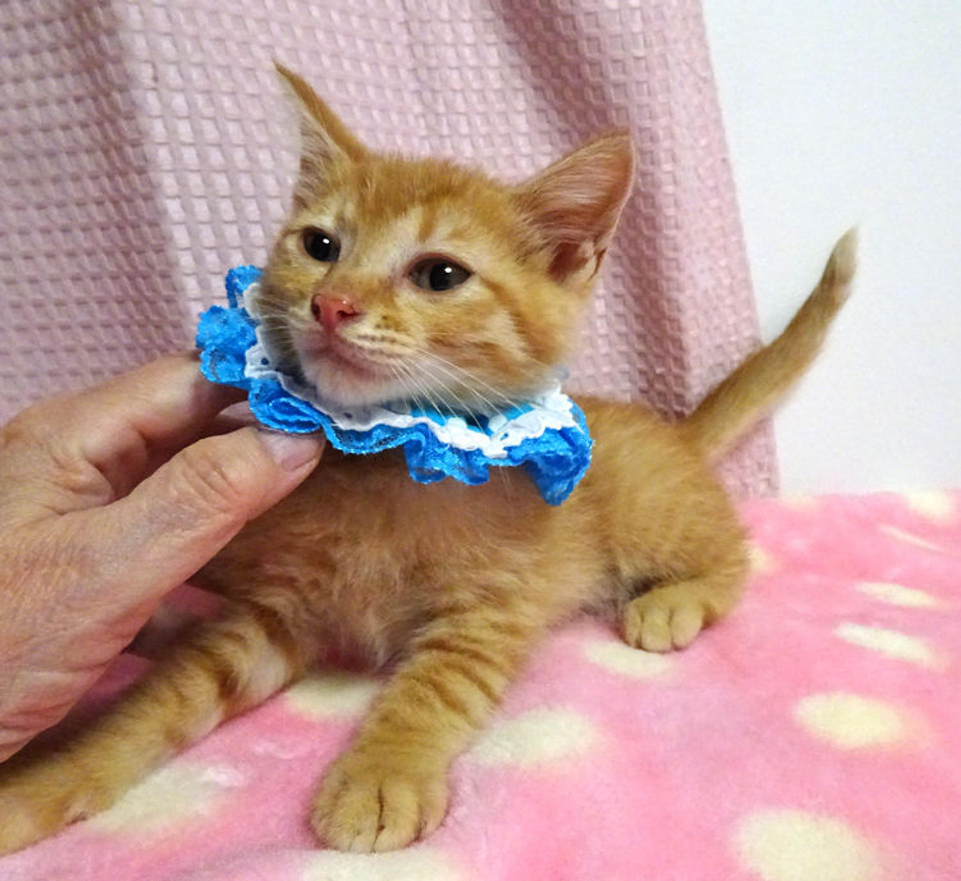 pet-image-2