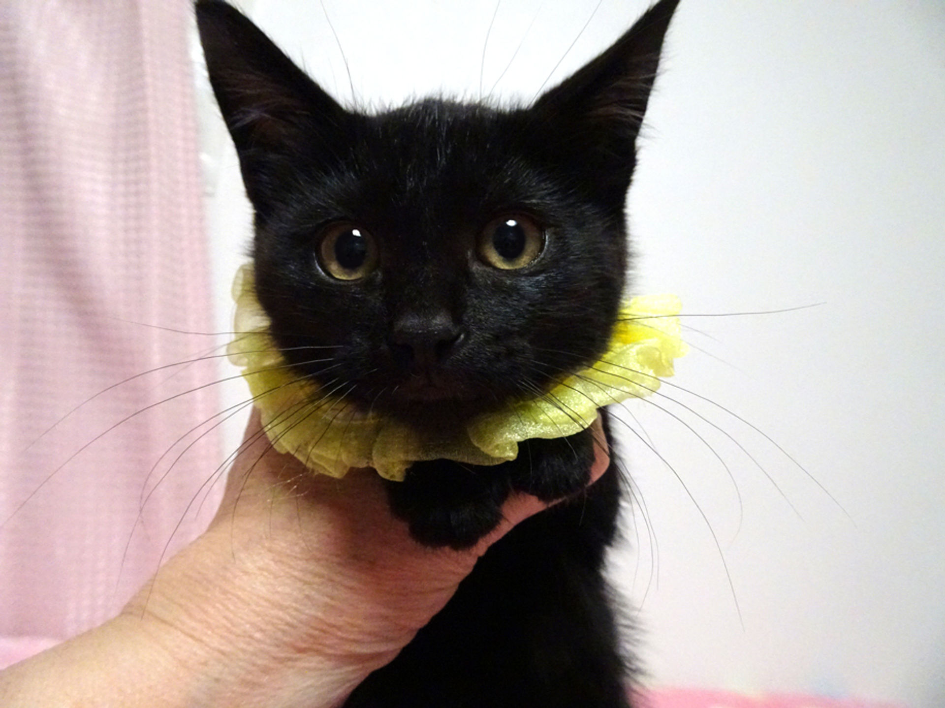 雑種（ミックス猫）・オスの里親募集の写真