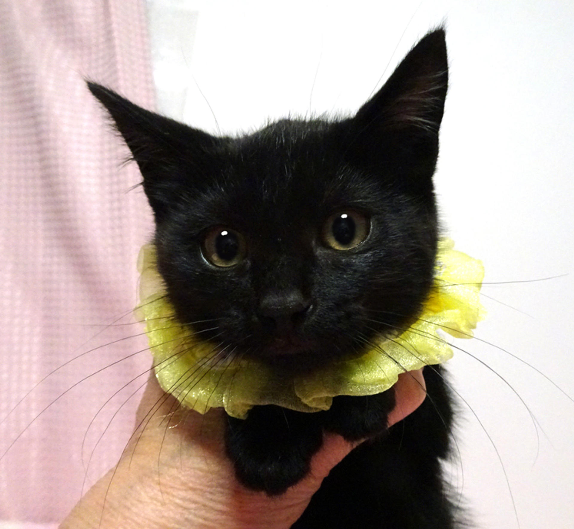 pet-image-2