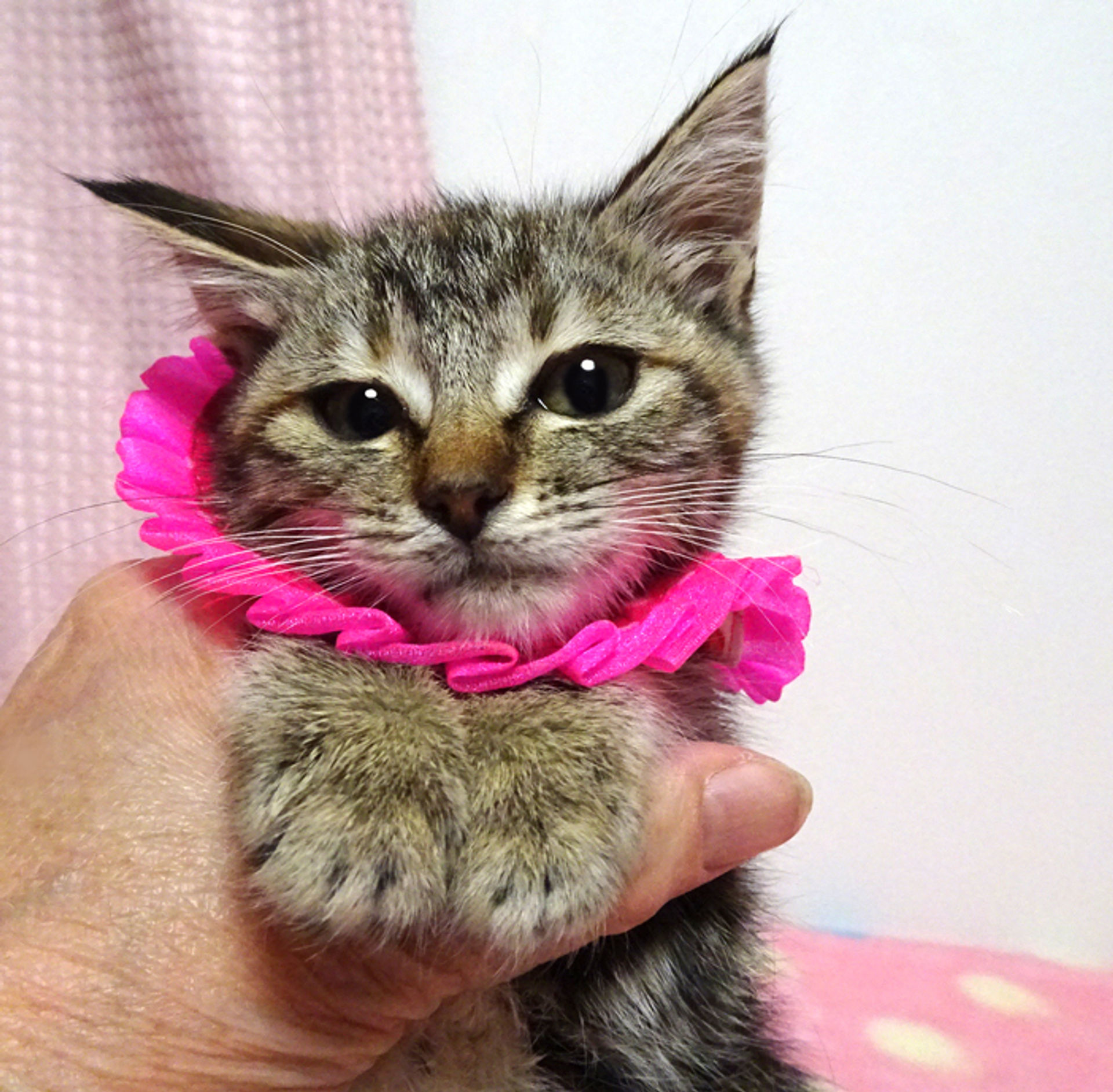 雑種（ミックス猫）・メスの里親募集の写真