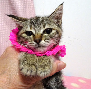 アメちゃんの写真