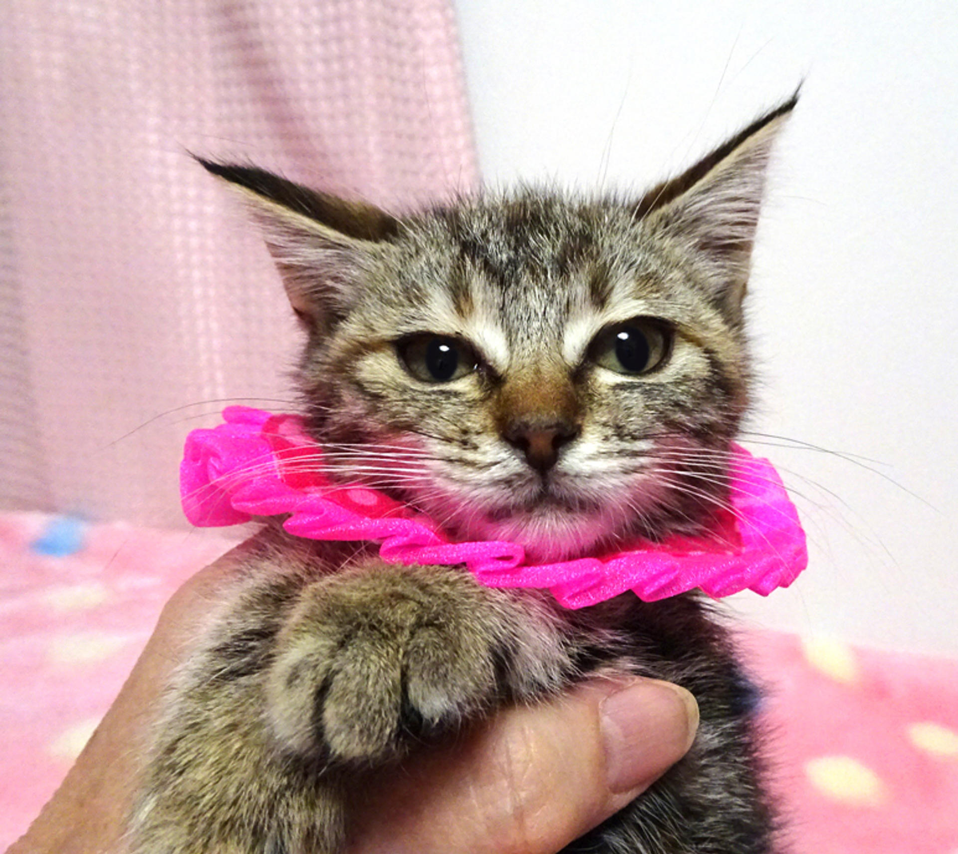 pet-image-3