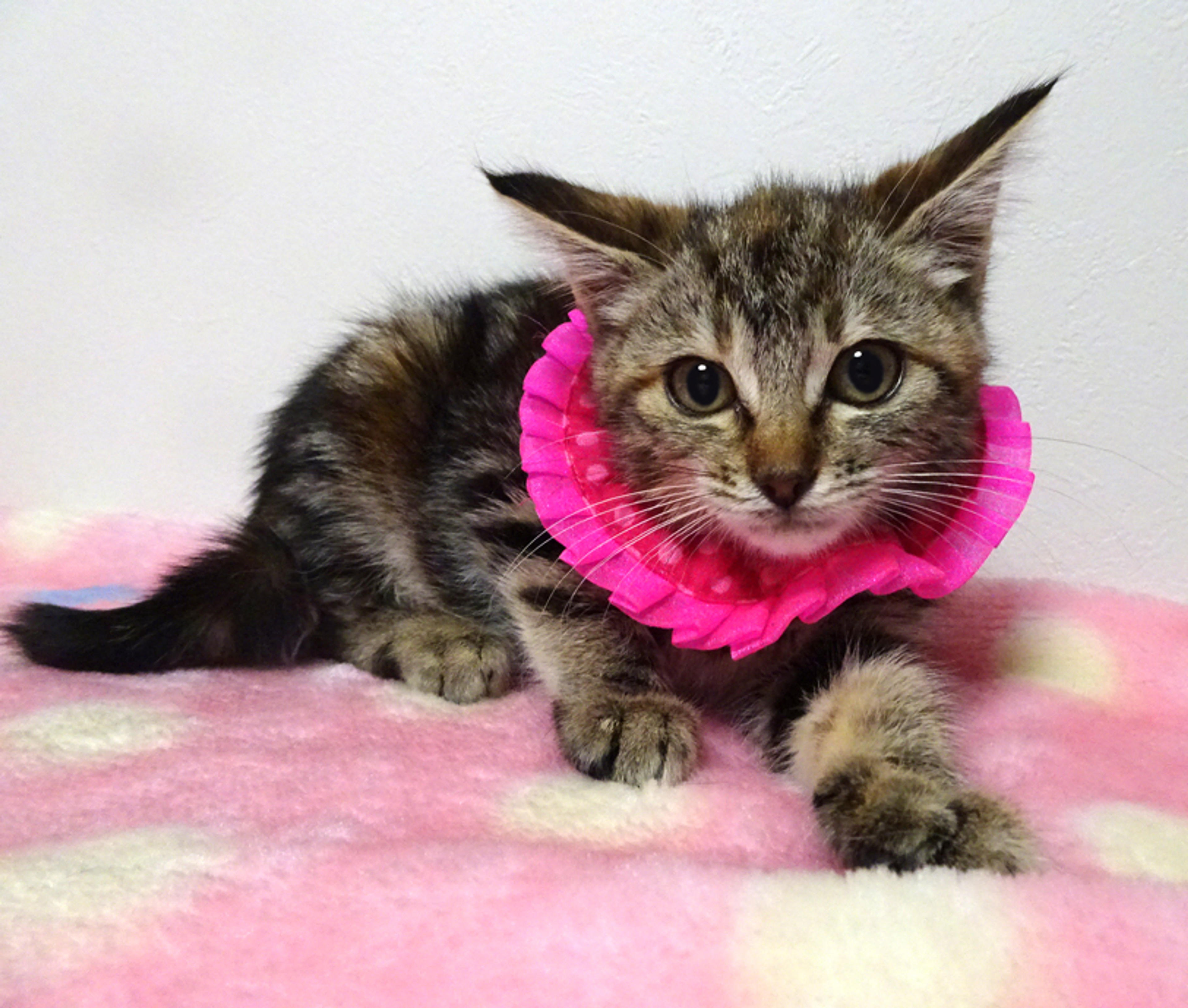 pet-image-4
