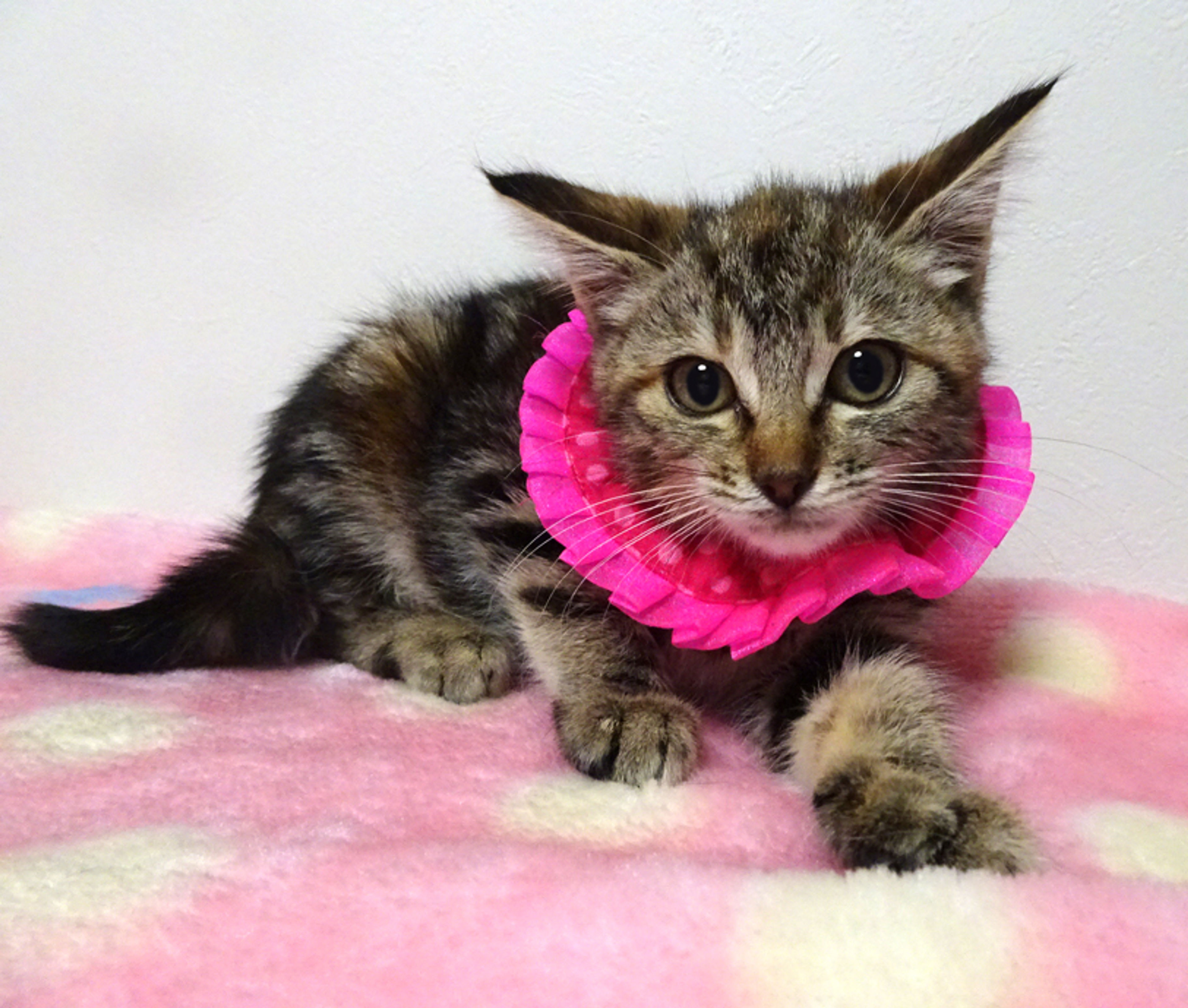 pet-image-4