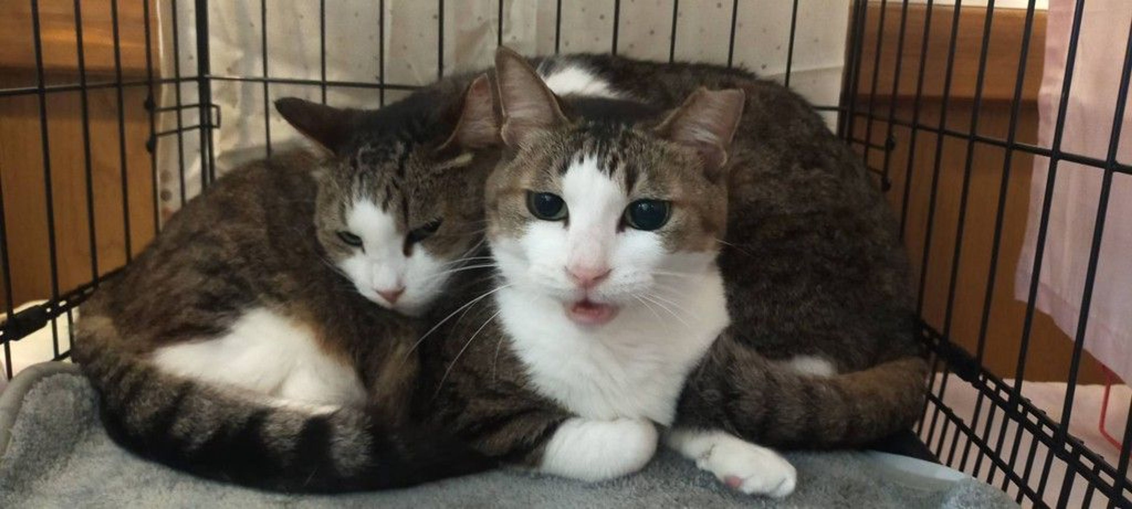 雑種（ミックス猫）・メスの里親募集の写真
