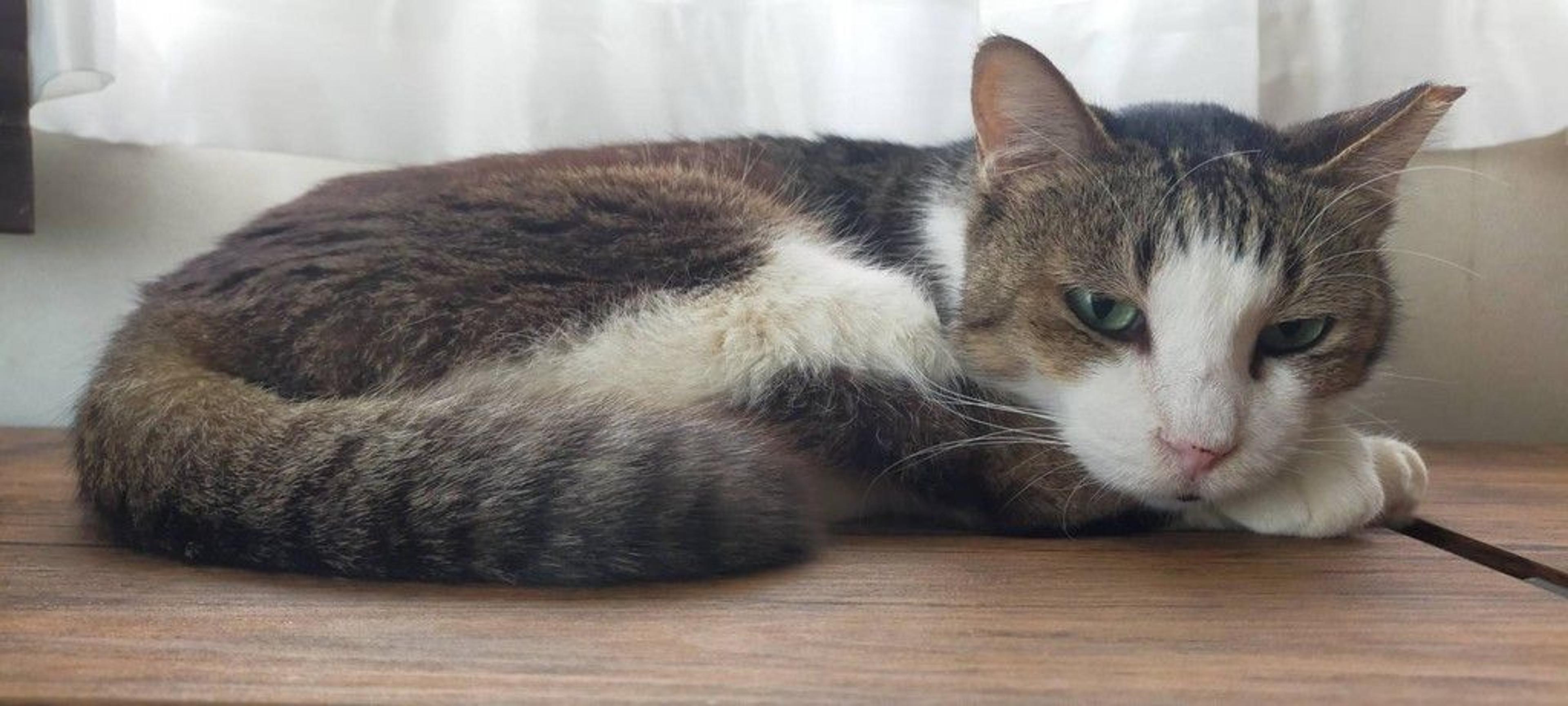pet-image-4
