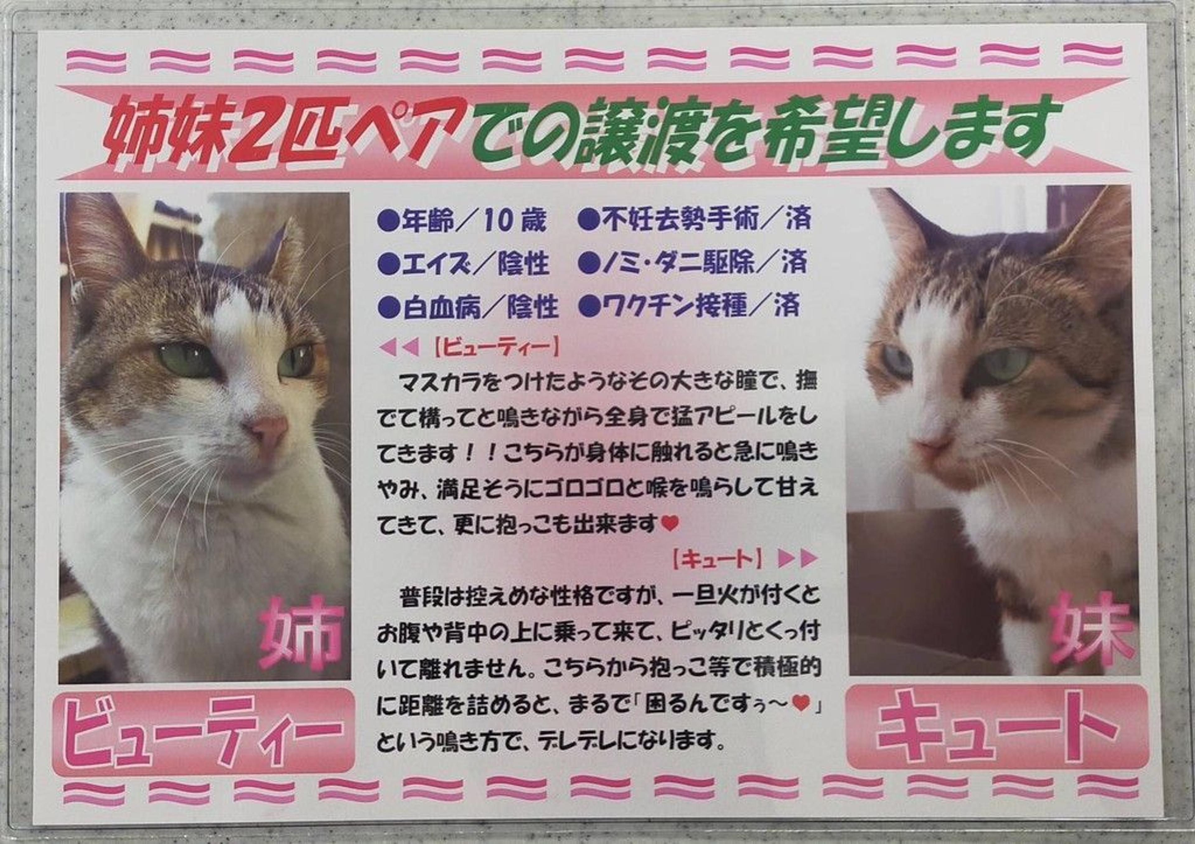 pet-image-8