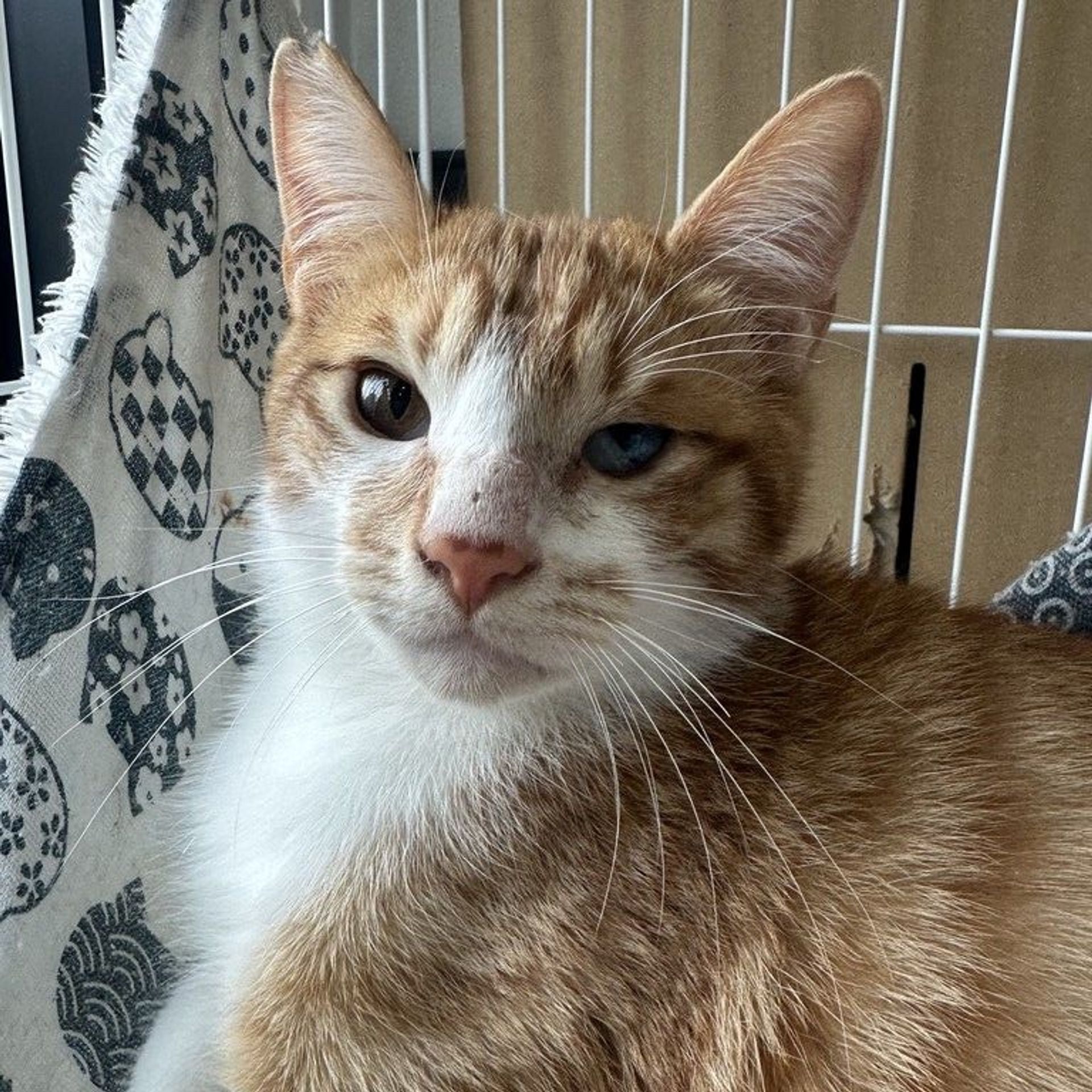 雑種（ミックス猫）・オスの里親募集の写真