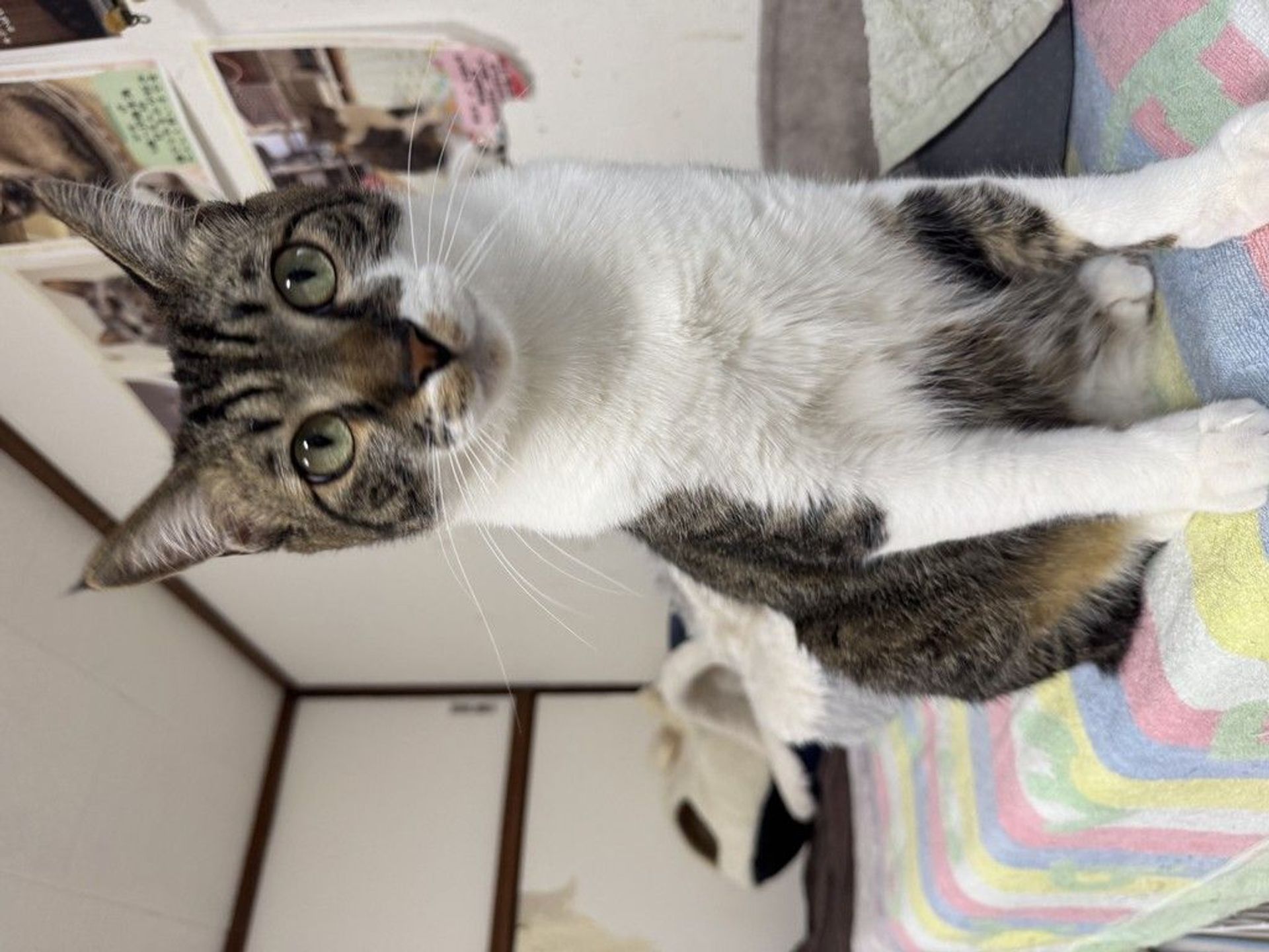 雑種（ミックス猫）・メスの里親募集の写真