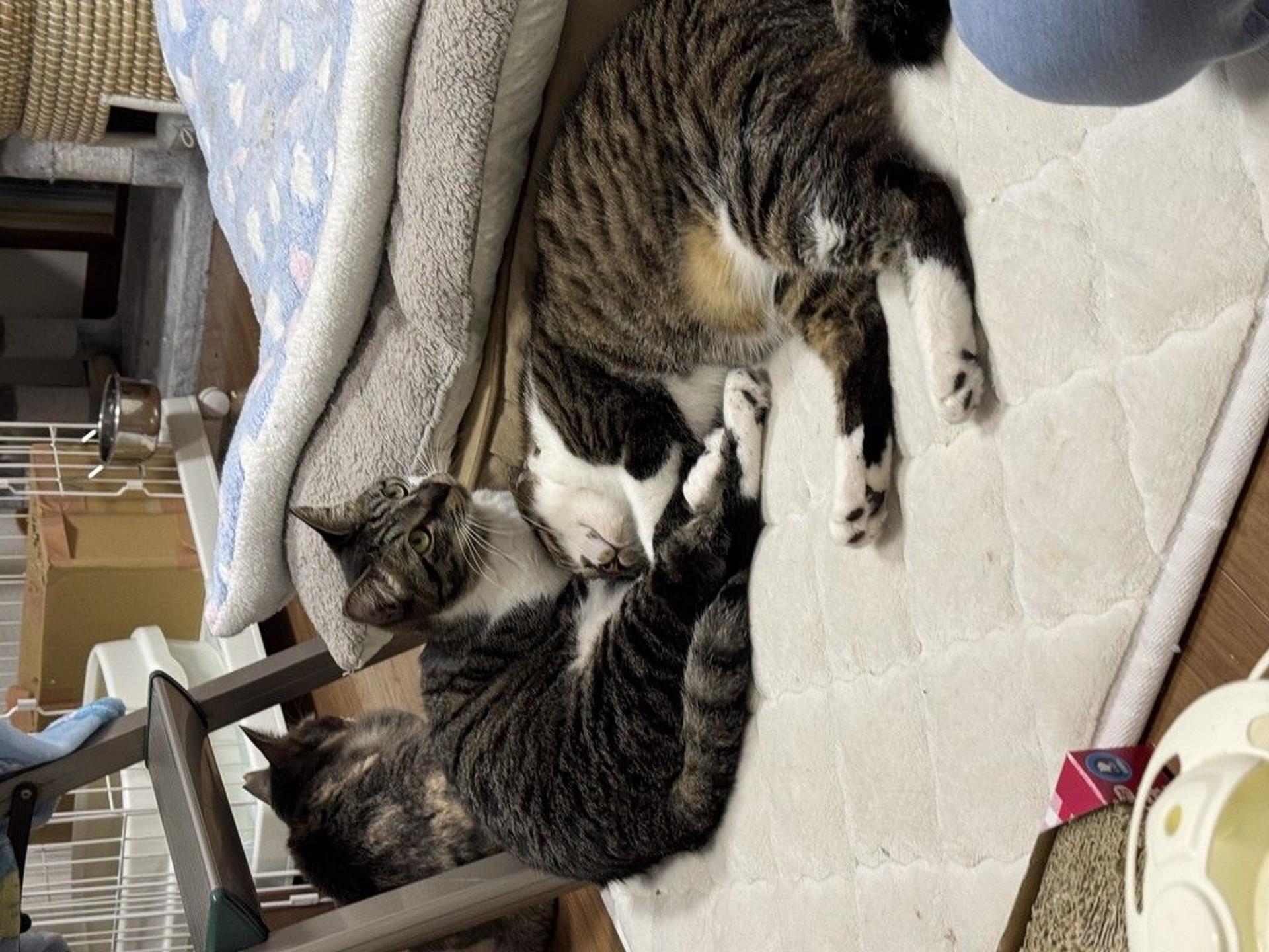 pet-image-2