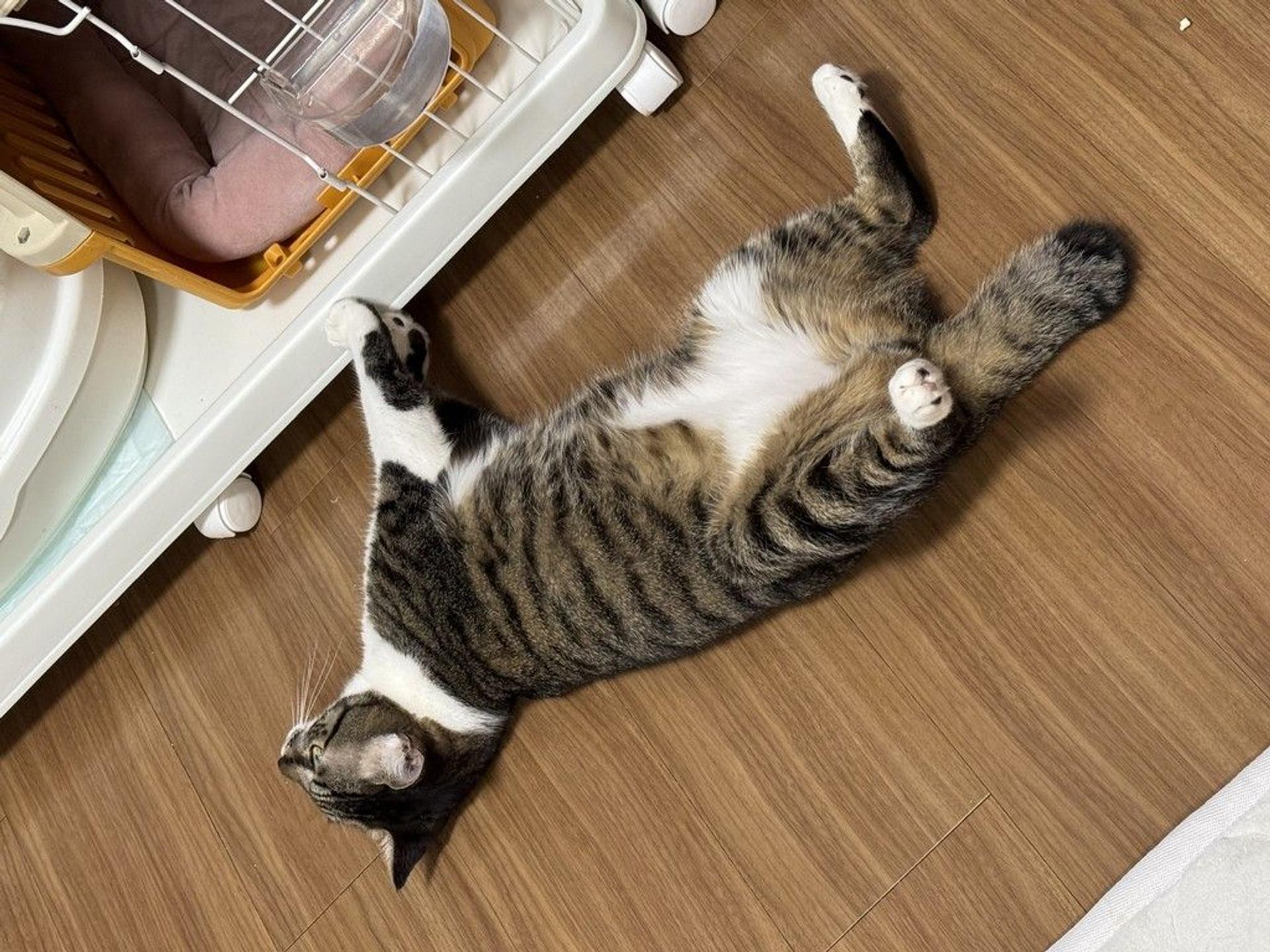 pet-image-6