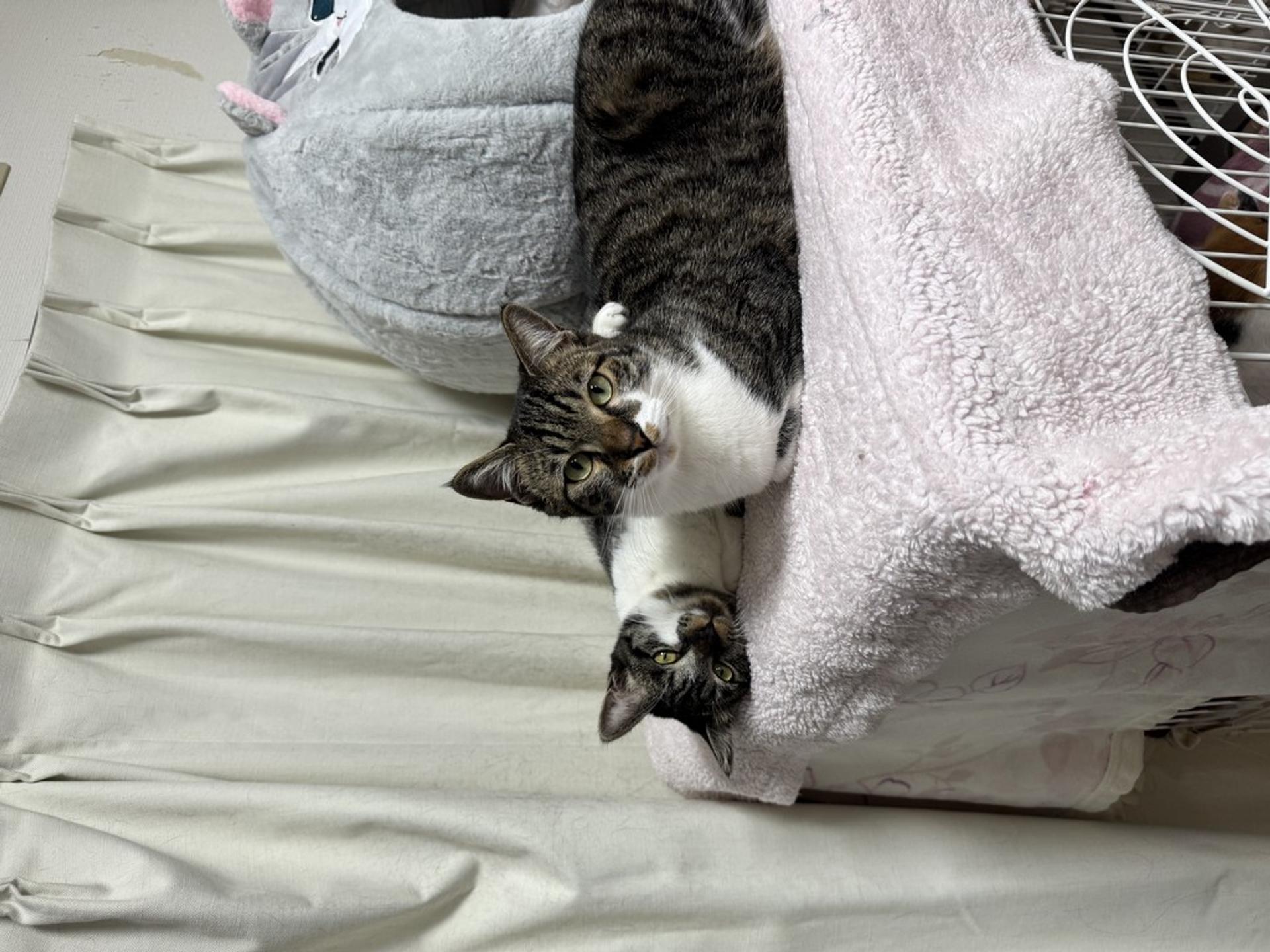 pet-image-7