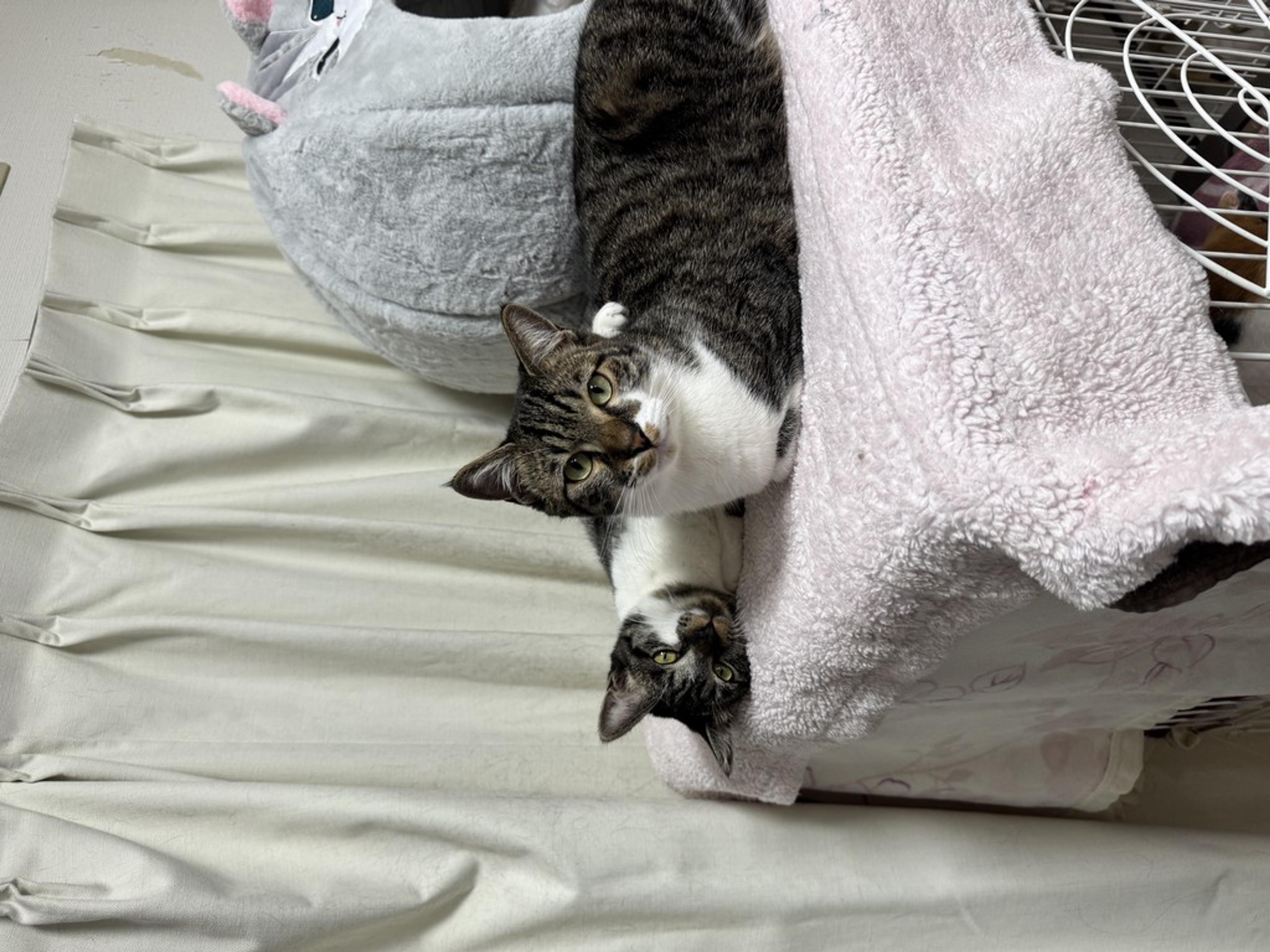 pet-image-7