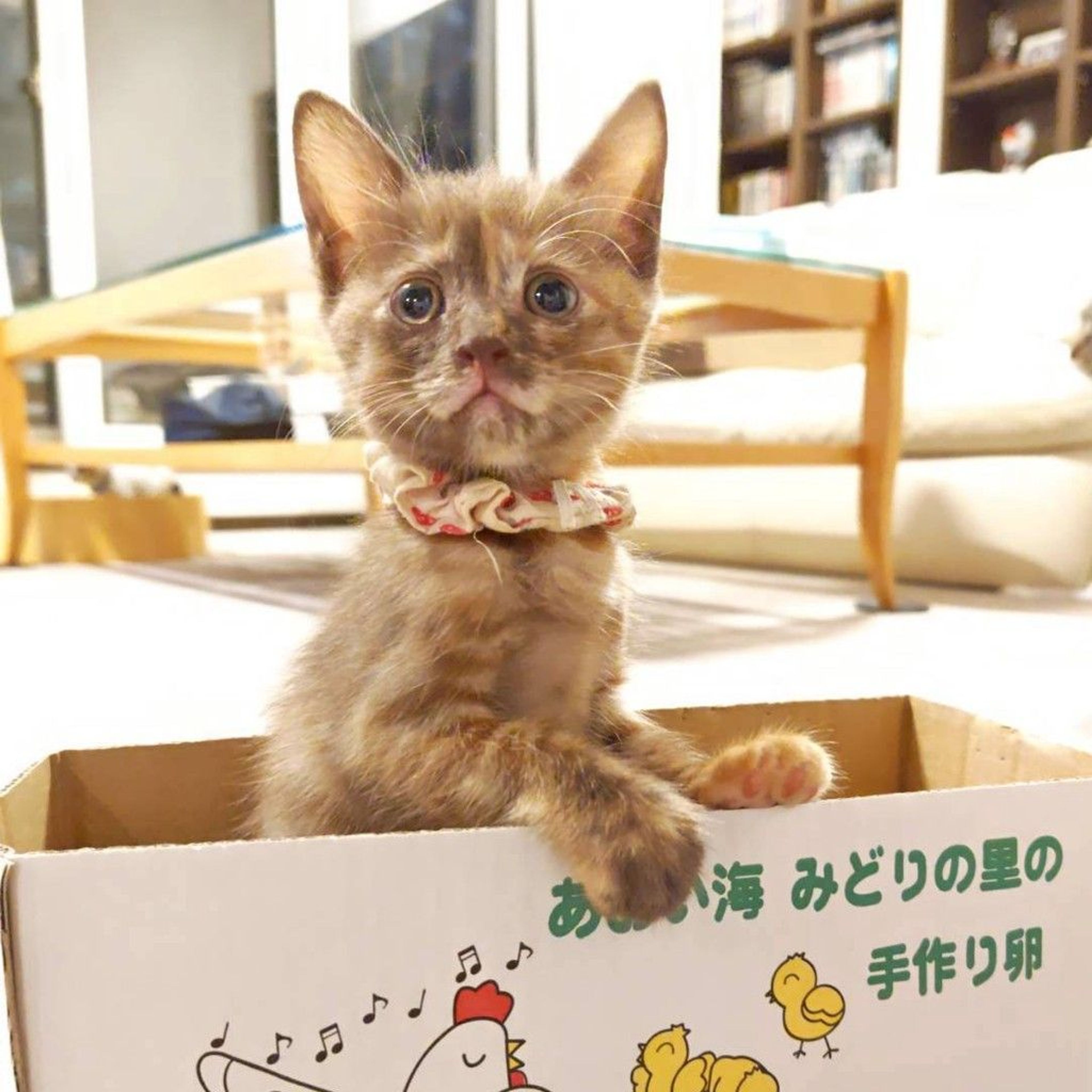 pet-image-2