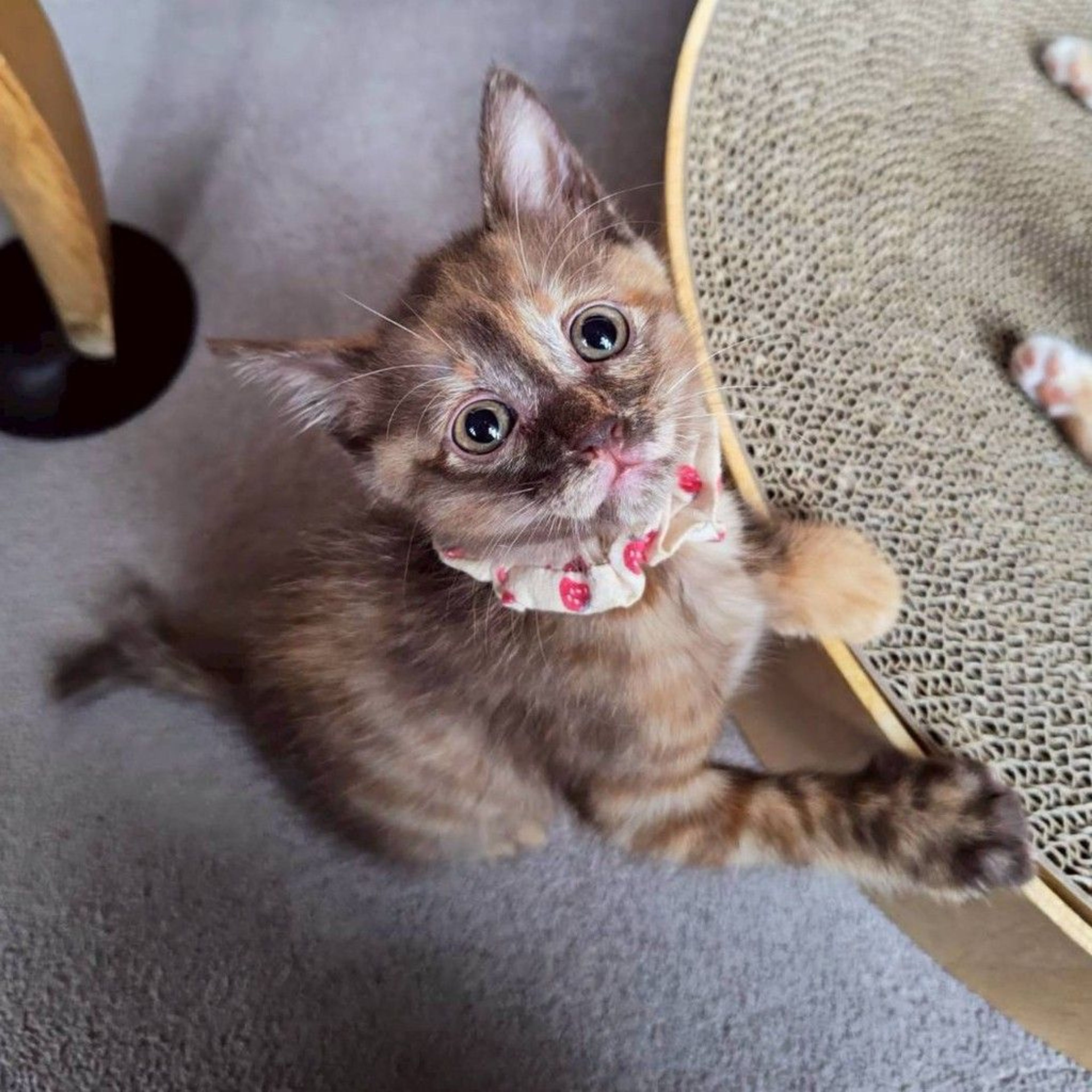 pet-image-3