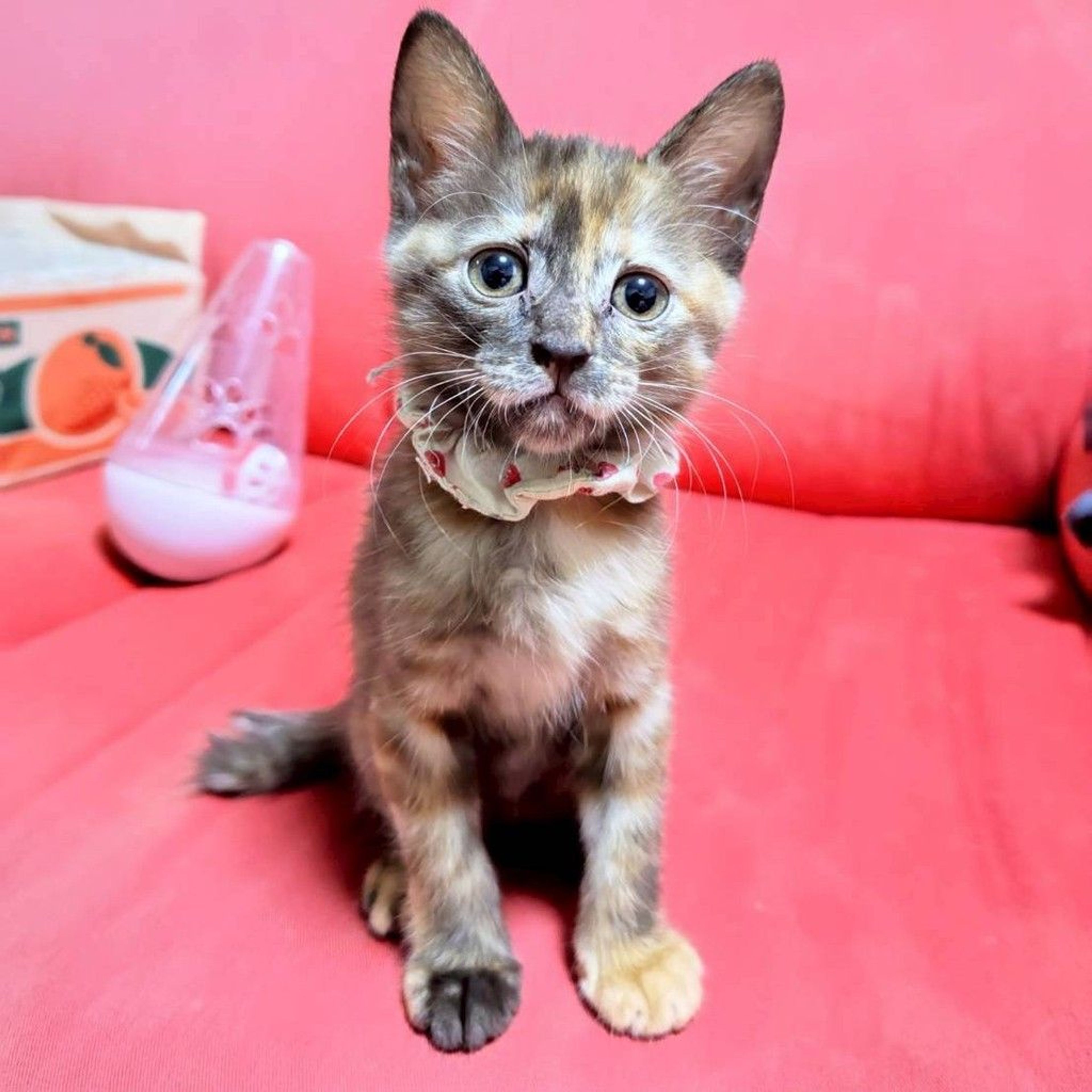 pet-image-5