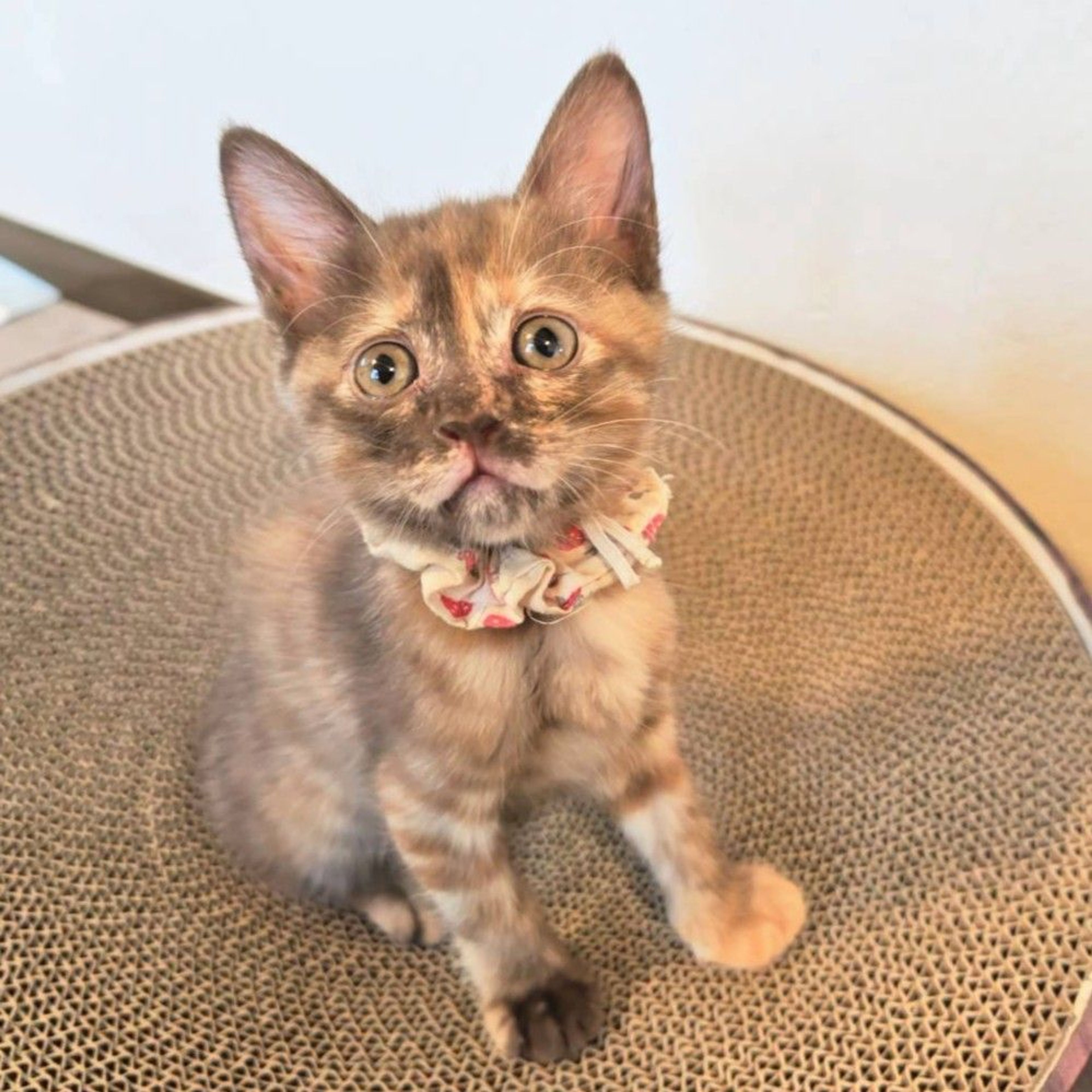 pet-image-7