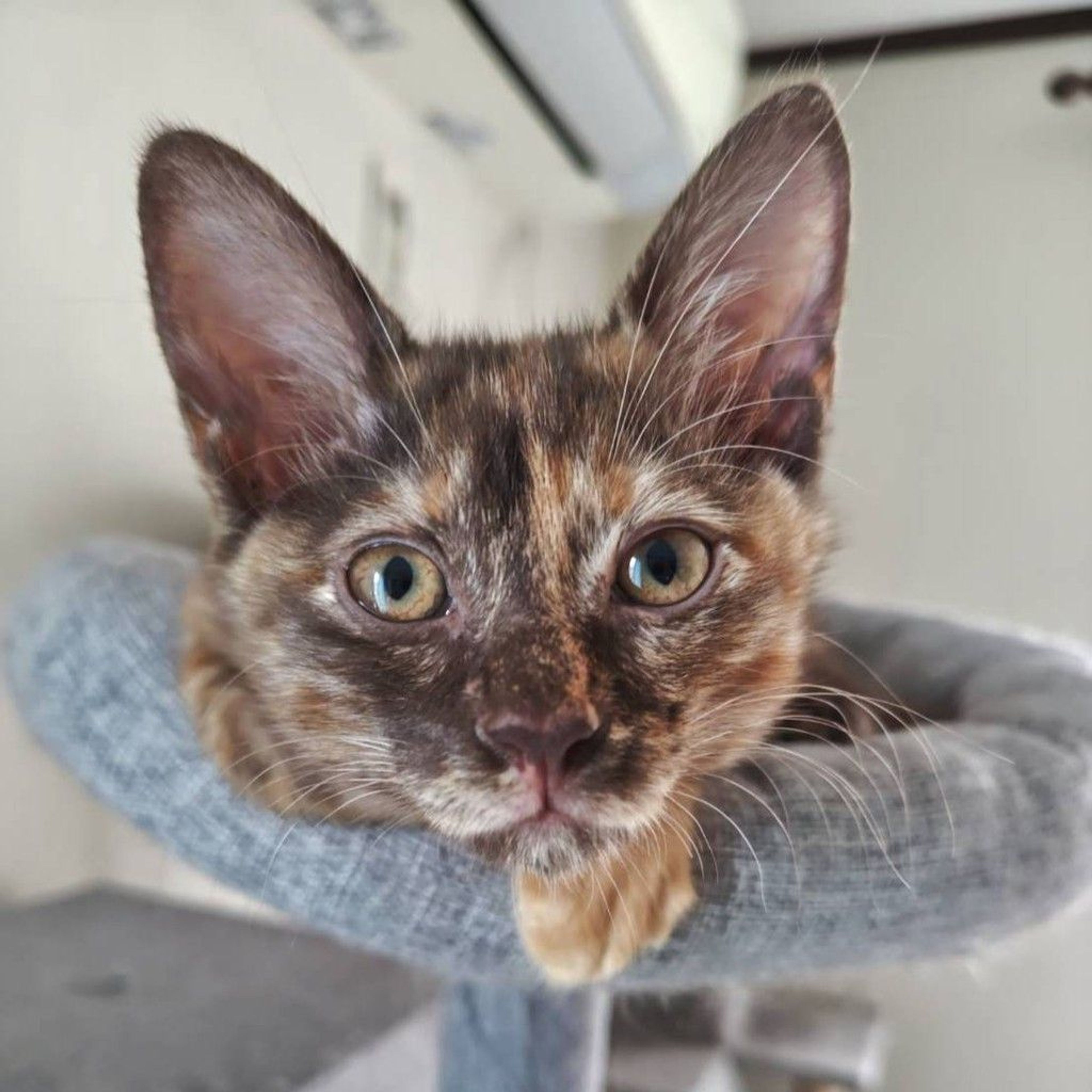 雑種（ミックス猫）・メスの里親募集の写真