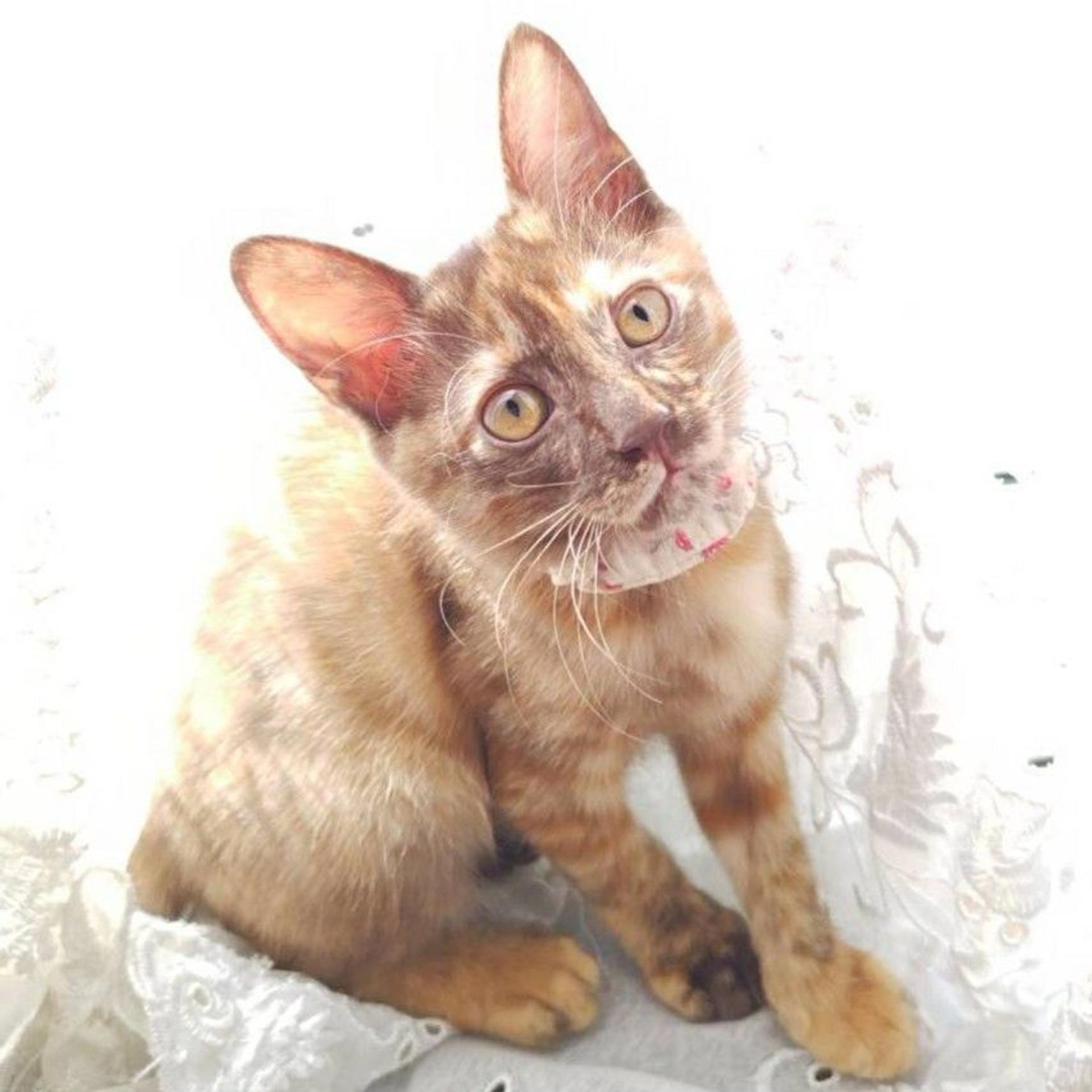 pet-image-3