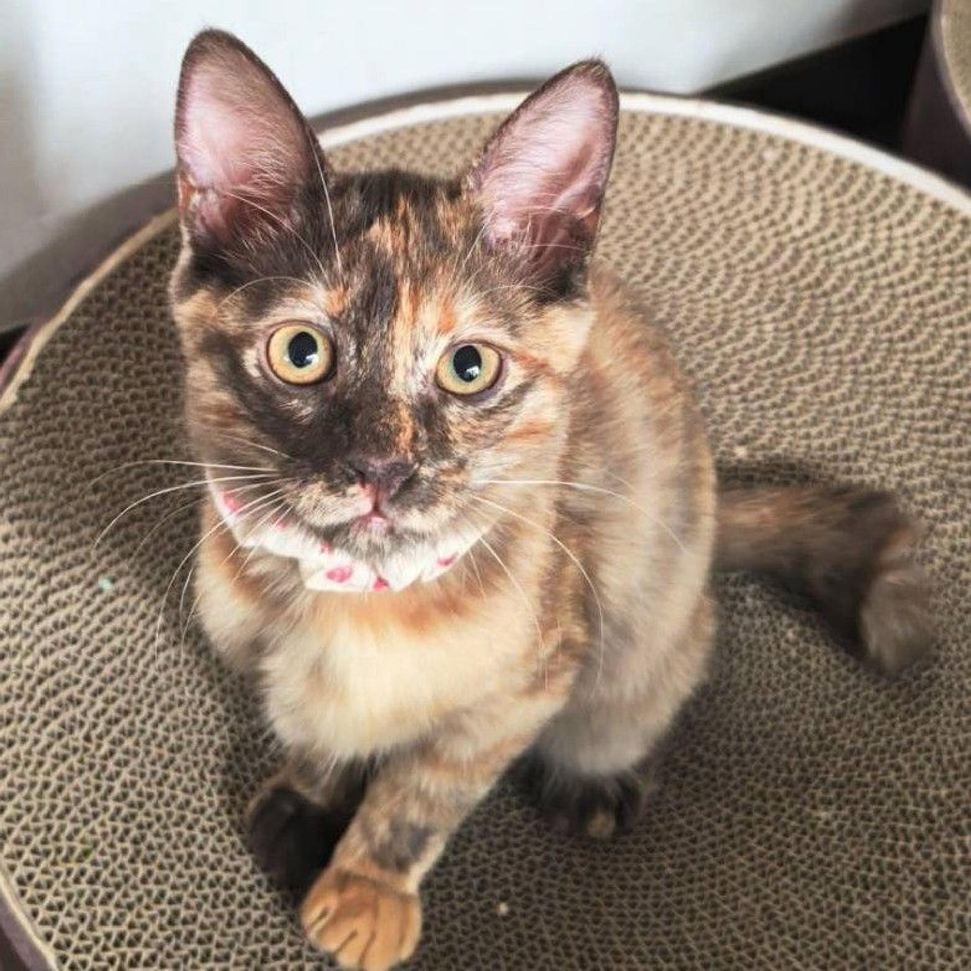 pet-image-4