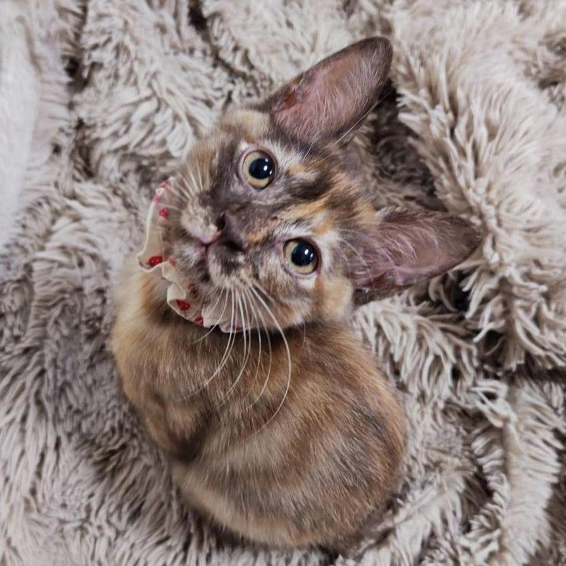 pet-image-5