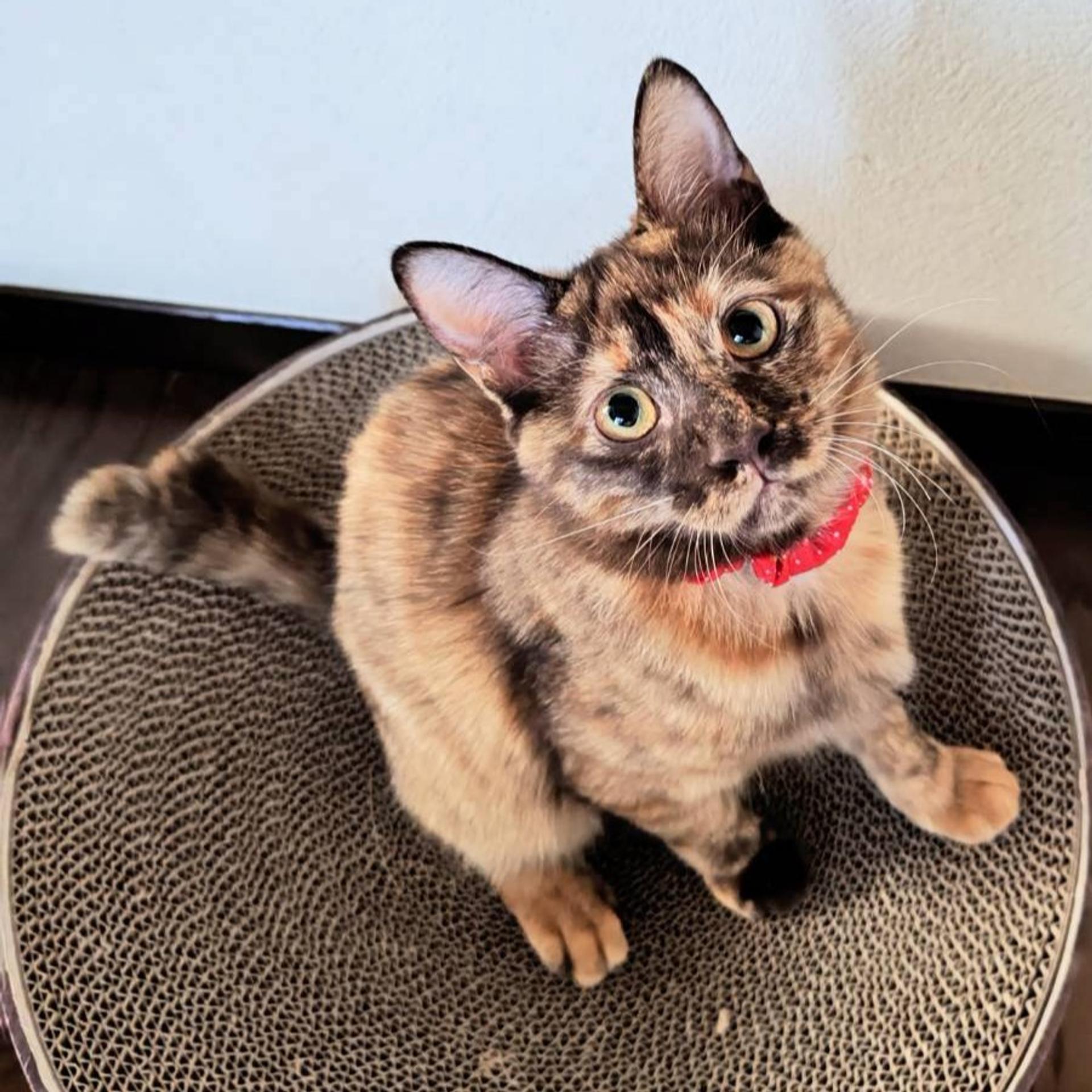 pet-image-2