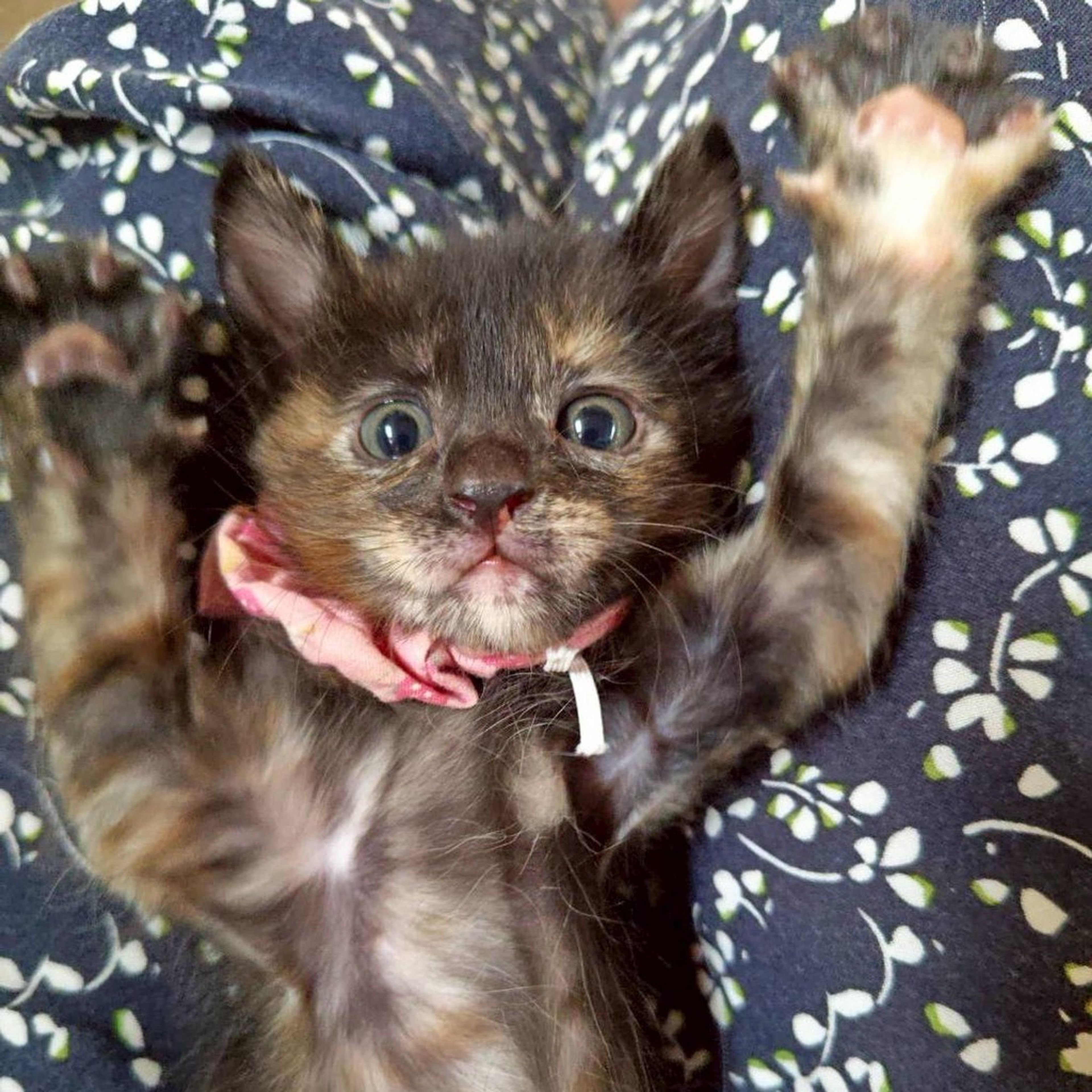 pet-image-3