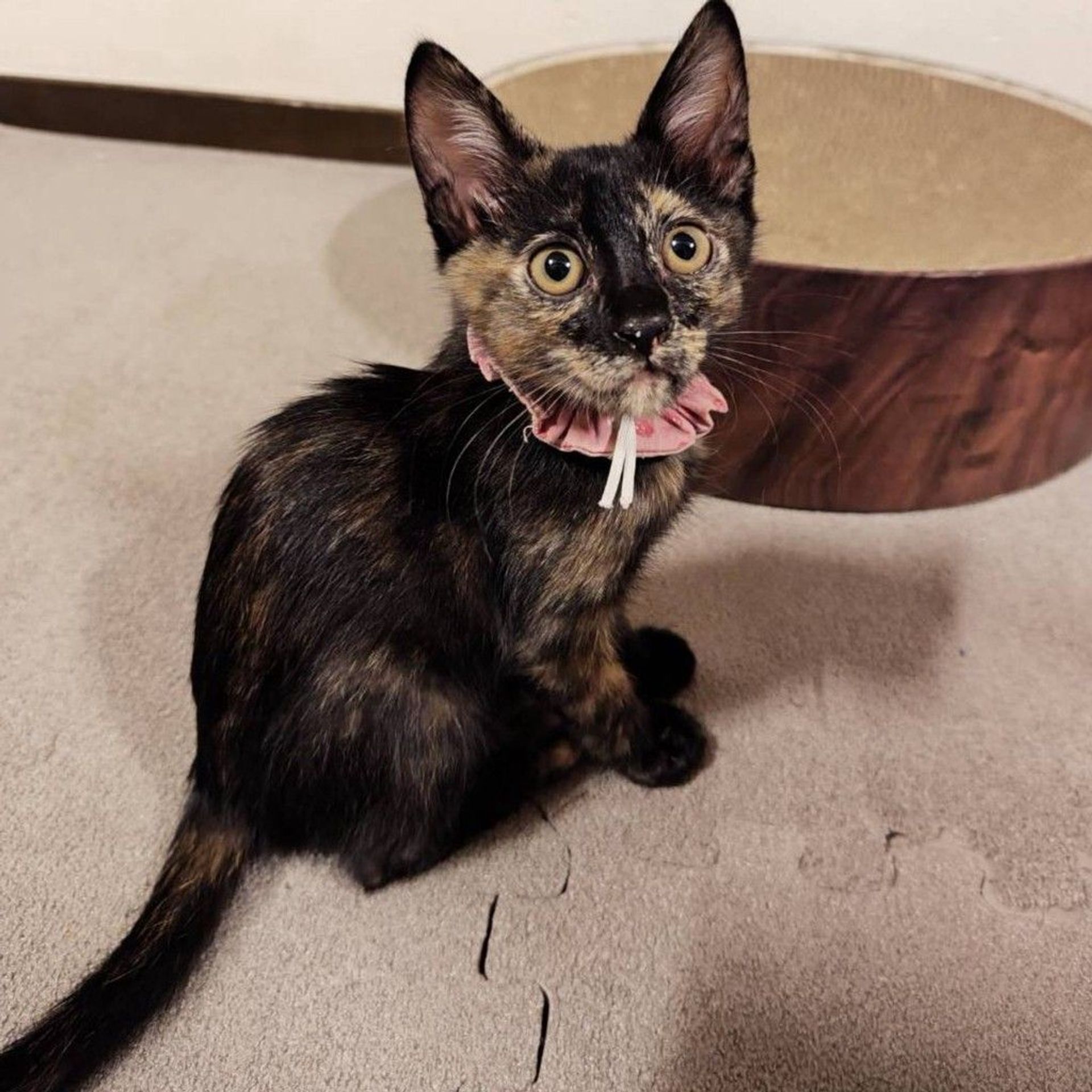雑種（ミックス猫）・メスの里親募集の写真