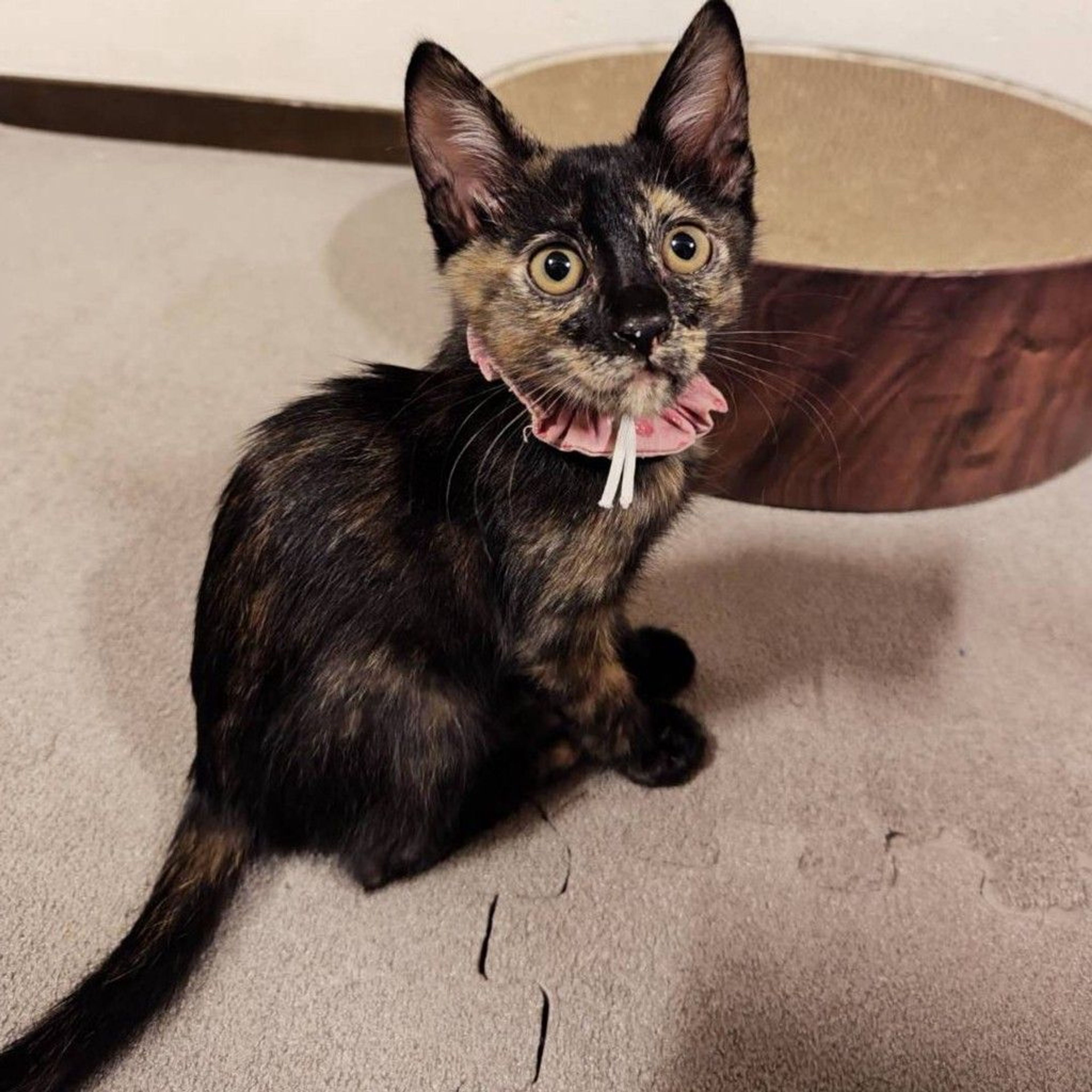 雑種（ミックス猫）・メスの里親募集の写真
