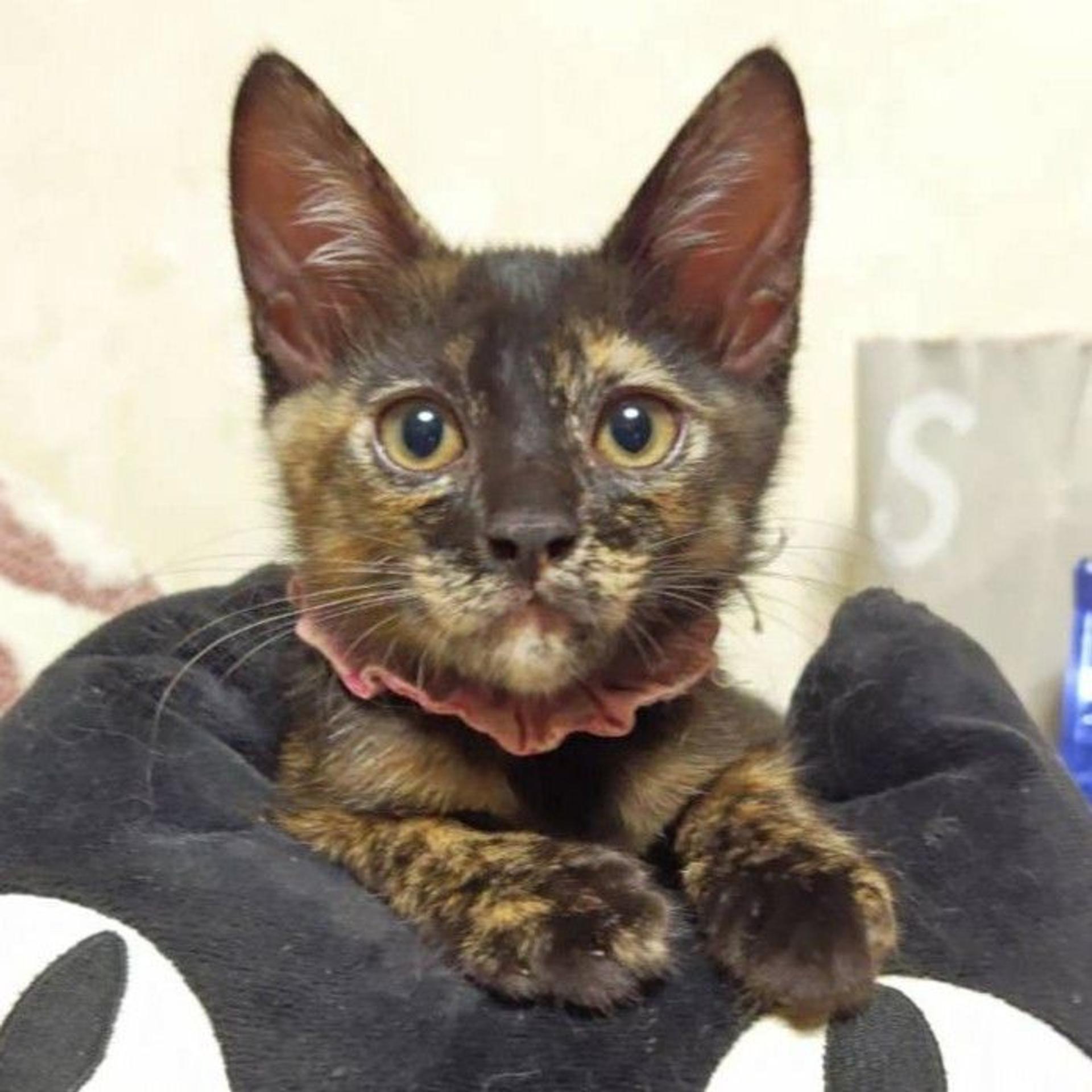 pet-image-3