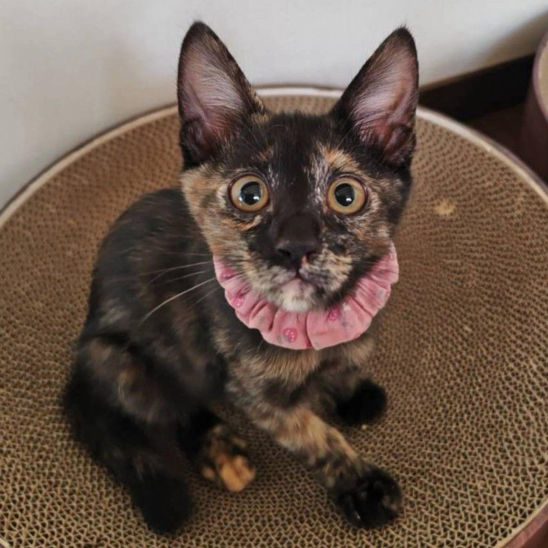 pet-image-4