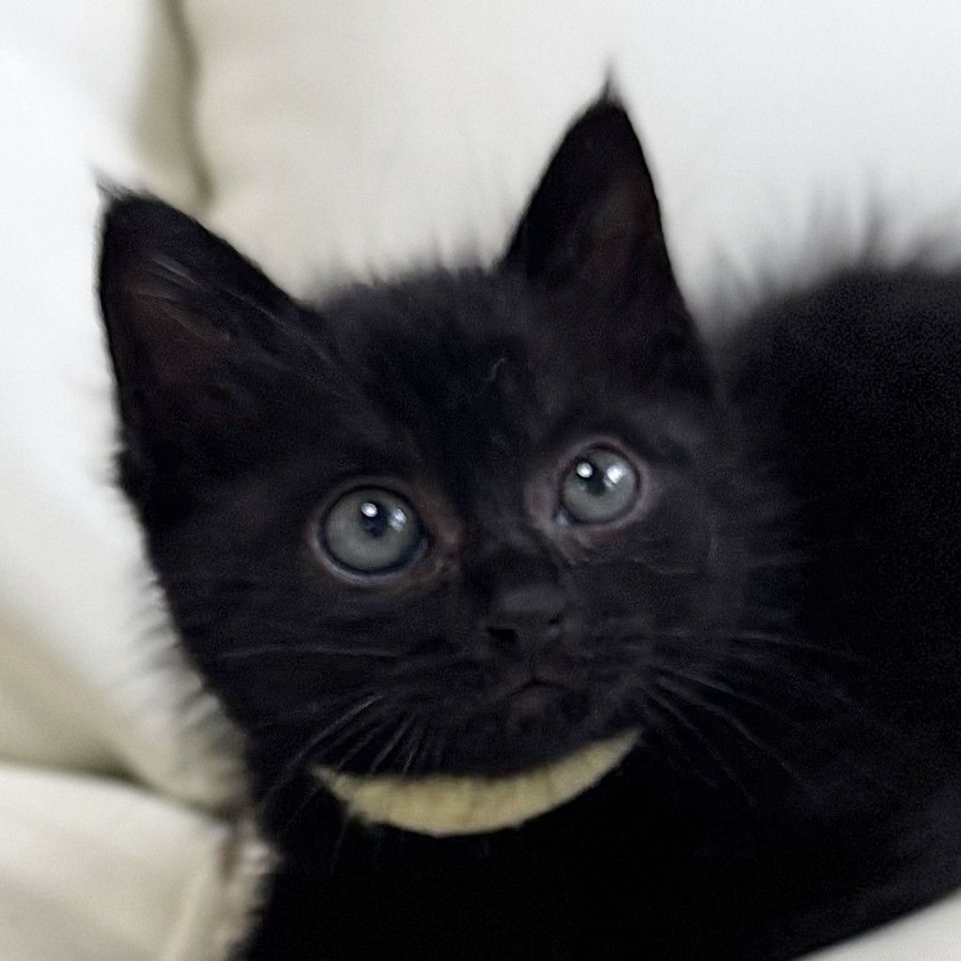 雑種（ミックス猫）・オスの里親募集の写真